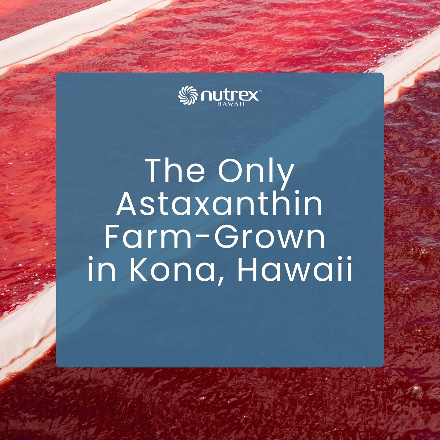Nutrex Hawaii BioAstin Hawaiian Astaxanthin - 4mg, 60 Softgels - Farm-Direct Premium Antioxidant Supplement to Support Eye, Skin, Joint & Immune System Health - Non-GMO & Gluten-Free - Maple Wellness Supplements