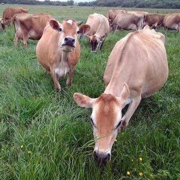 100% Raw Grass Fed Whey - Happy Healthy Cows, COLD PROCESSED Undenatured - Maple Wellness Supplements