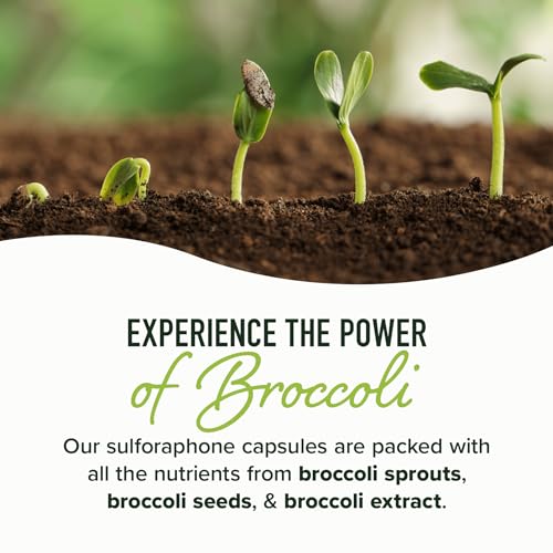 20MG Sulforaphane | From Broccoli Sprouts & Seed Extract | 565MG Microbeadlet - Maple Wellness Supplements