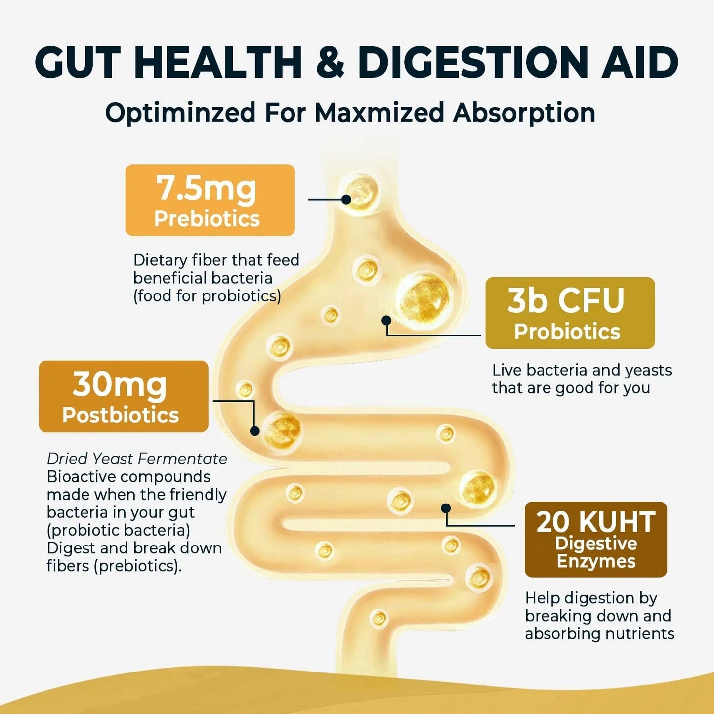 4-in-1 Prebiotic Probiotic & Postbiotic for Women & Men, Complete Gut & Digestive Support Supplement, Pre Post Probiotics & Digestive Enzymes 60 Capsules,Made in USA - Maple Wellness Supplements