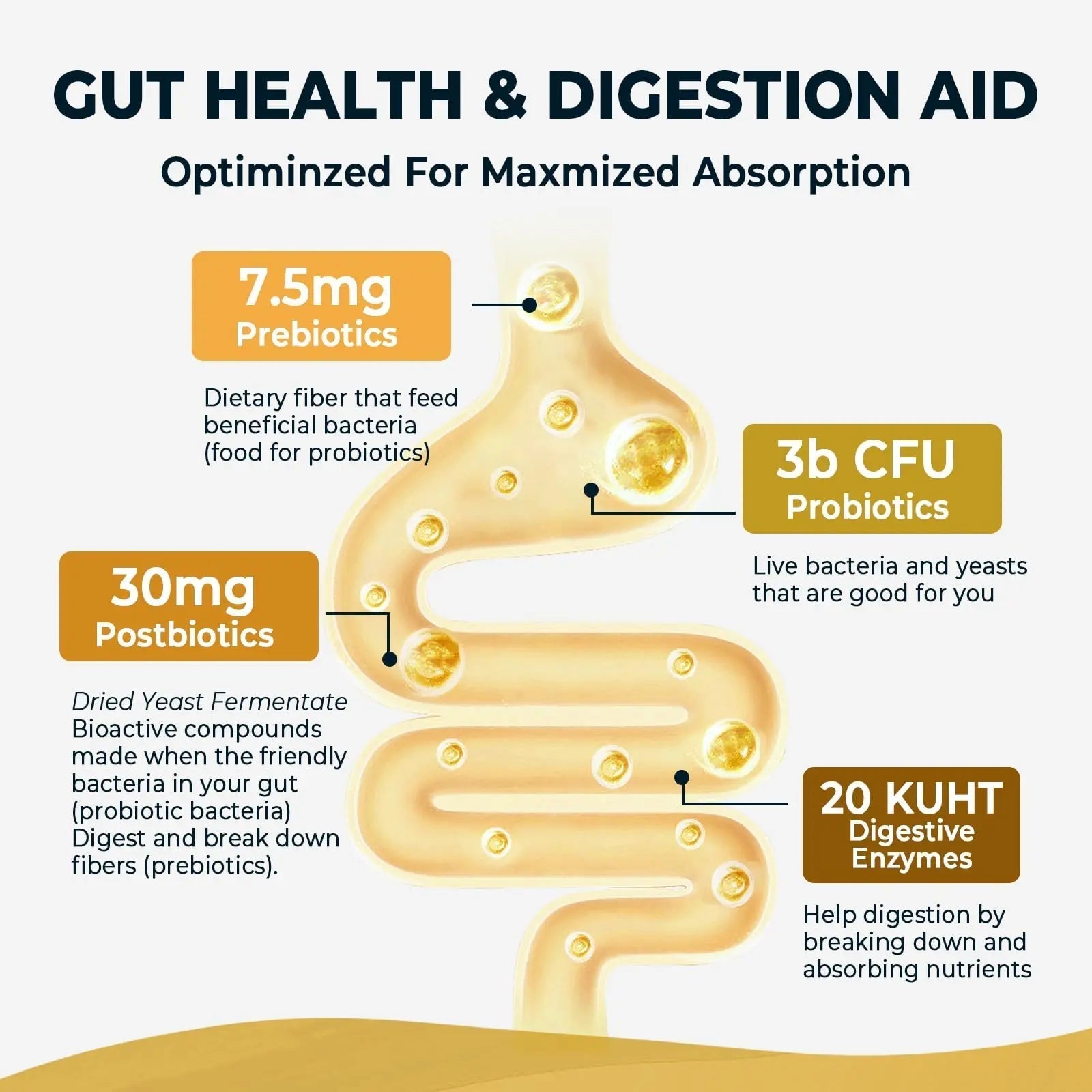 4-in-1 Prebiotic Probiotic & Postbiotic for Women & Men, Complete Gut & Digestive Support Supplement, Pre Post Probiotics & Digestive Enzymes 60 Capsules,Made in USA - Maple Wellness Supplements