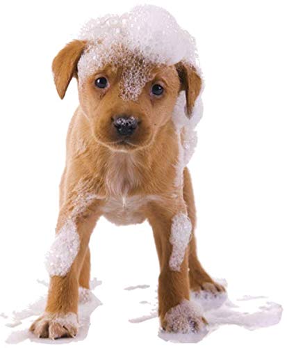 Organic Excellence Mild Dog Shampoo, Great for All Pets: Dogs, Puppies, Cats, Horses, Formulated for Sensitive Skin, Made with Aloe and Nourishing Botanicals - 16oz Organic ExcellenceBuy Supplements Australia