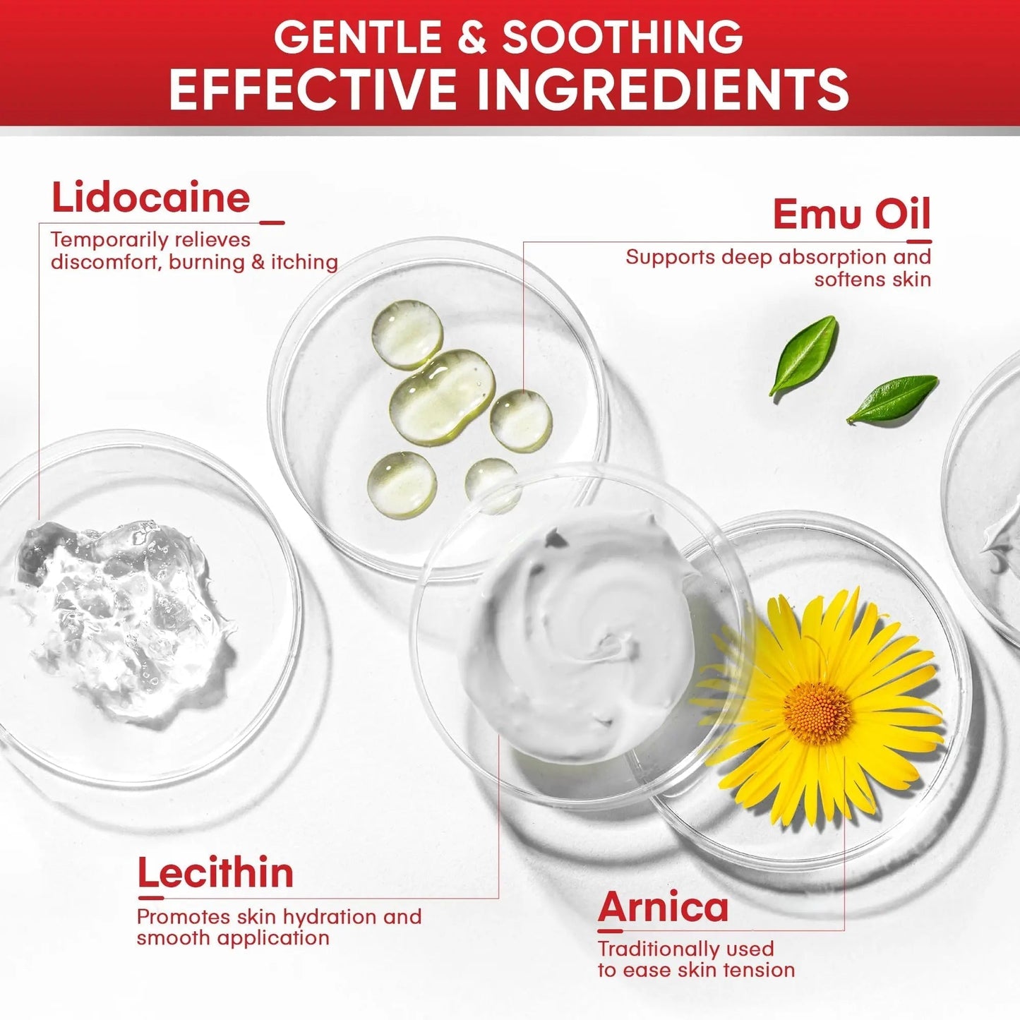 5% Lidocaine Topical Numbing Cream: Maximum Strength Topical Anesthetic Numb Cream for Pain Relief, Itching, Burning, Soreness, Hemorrhoid - Fast Acting & Long Lasting Numbing Formulation - 2.1 oz - Maple Wellness Supplements