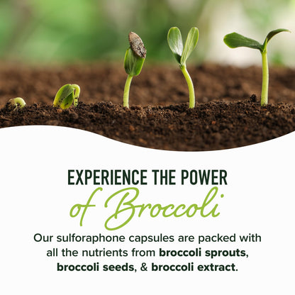 50MG Sulforaphane Supplement from Broccoli Sprouts | NRF2 Activation, Cellular Health & Immune Support | Glucoraphanin, Myrosinase & Antioxidants | Third-Party Tested - Maple Wellness Supplements