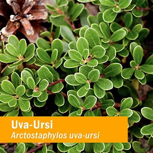 Herb Pharm Uva Ursi Liquid ExtraCount for Urinary System Support, 1 Fl Oz Herb PharmBuy Supplements Australia