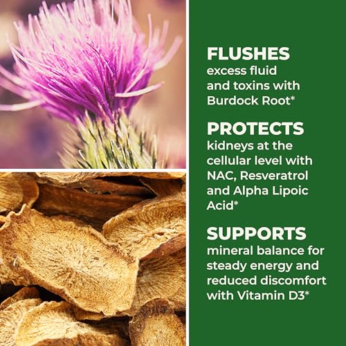 LifeSeasons Kidney Support Supplement – Cellular Protection with NAC, Alpha Lipoic Acid, Resveratrol, Burdock Root & Vitamin D3 – Supports Detox, Oxidative Stress & Renal Function – 120 Capsules LifeSeasonsBuy Supplements Australia