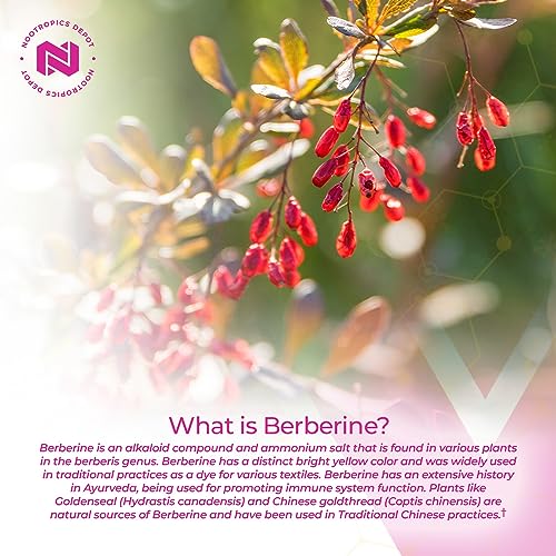 Nootropics Depot Berberine HCL + Silymarin Capsules | 500mg + 90mg | 180 Count Nootropics DepotBuy Supplements Australia