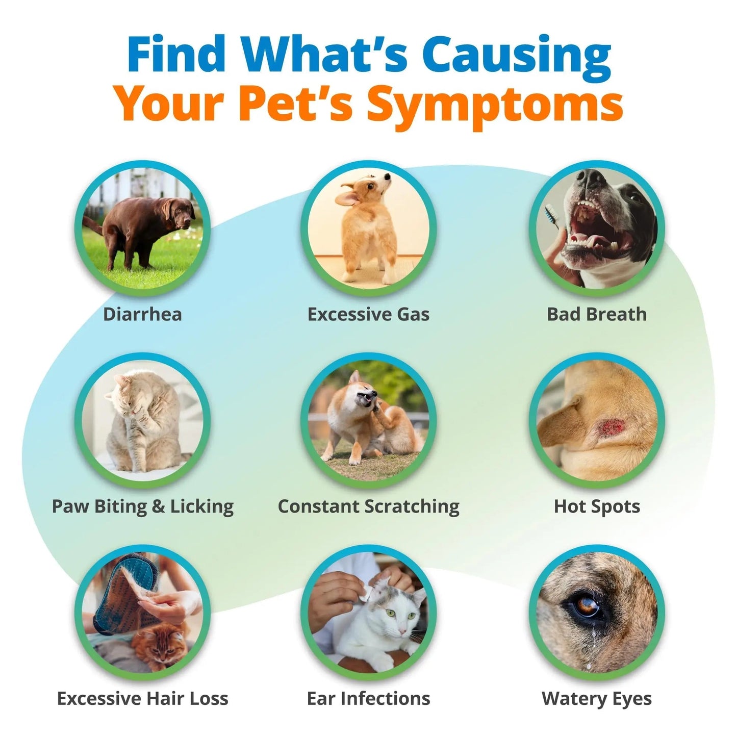 5Strands Pet Food Intolerance & Environmental Sensitivity Test, at Home Gut Health Test for Dogs & Cats, 857 Items Tested, Pet Health Check, Results in 4 Days, for All Ages and Breeds - Maple Wellness Supplements