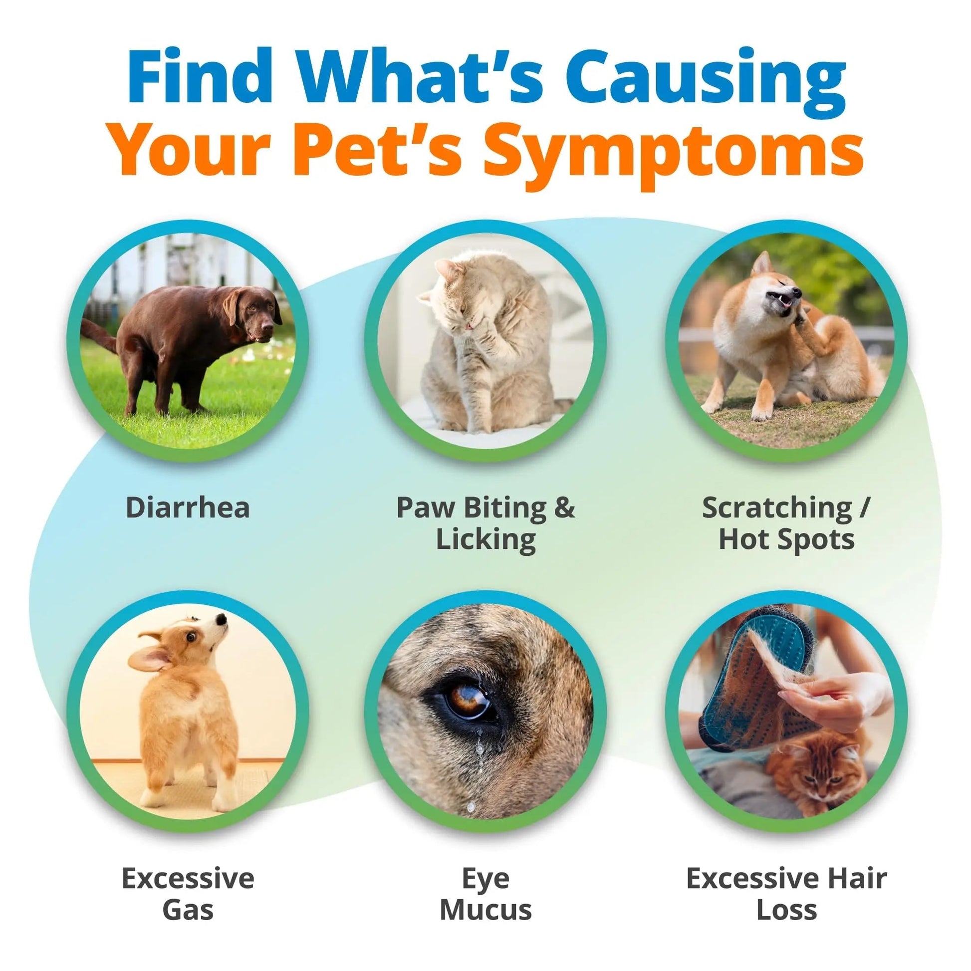 5Strands Raw & Fresh Pet Food Intolerance Test, at Home Gut Health Test for Dogs & Cats, 400+ Raw & Gently Cooked Fresh Food Items Tested, Accurate for All Ages & Breeds, Fast 4 Day Results - Maple Wellness Supplements