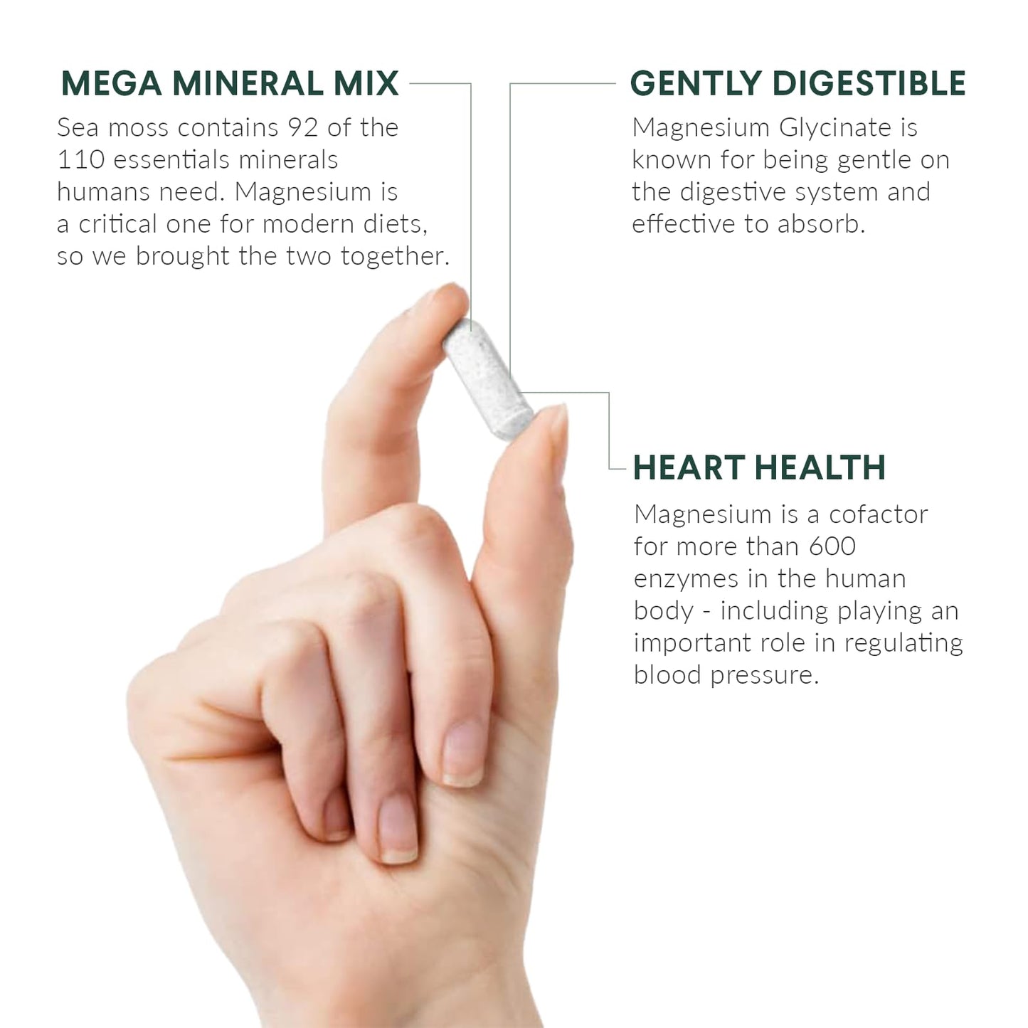 Nutritional Roots - Magnesium + Irish Sea Moss - 350mg Magnesium Glycinate & Organic Irish Sea Moss - Essential Minerals - Supports Heart & Bone Health - Dietary Supplement - 30 Servings - 60 Capsules Nutritional RootsBuy Supplements Australia