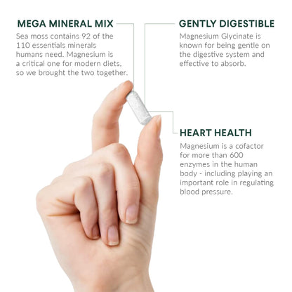 Nutritional Roots - Magnesium + Irish Sea Moss - 350mg Magnesium Glycinate & Organic Irish Sea Moss - Essential Minerals - Supports Heart & Bone Health - Dietary Supplement - 30 Servings - 60 Capsules Nutritional RootsBuy Supplements Australia