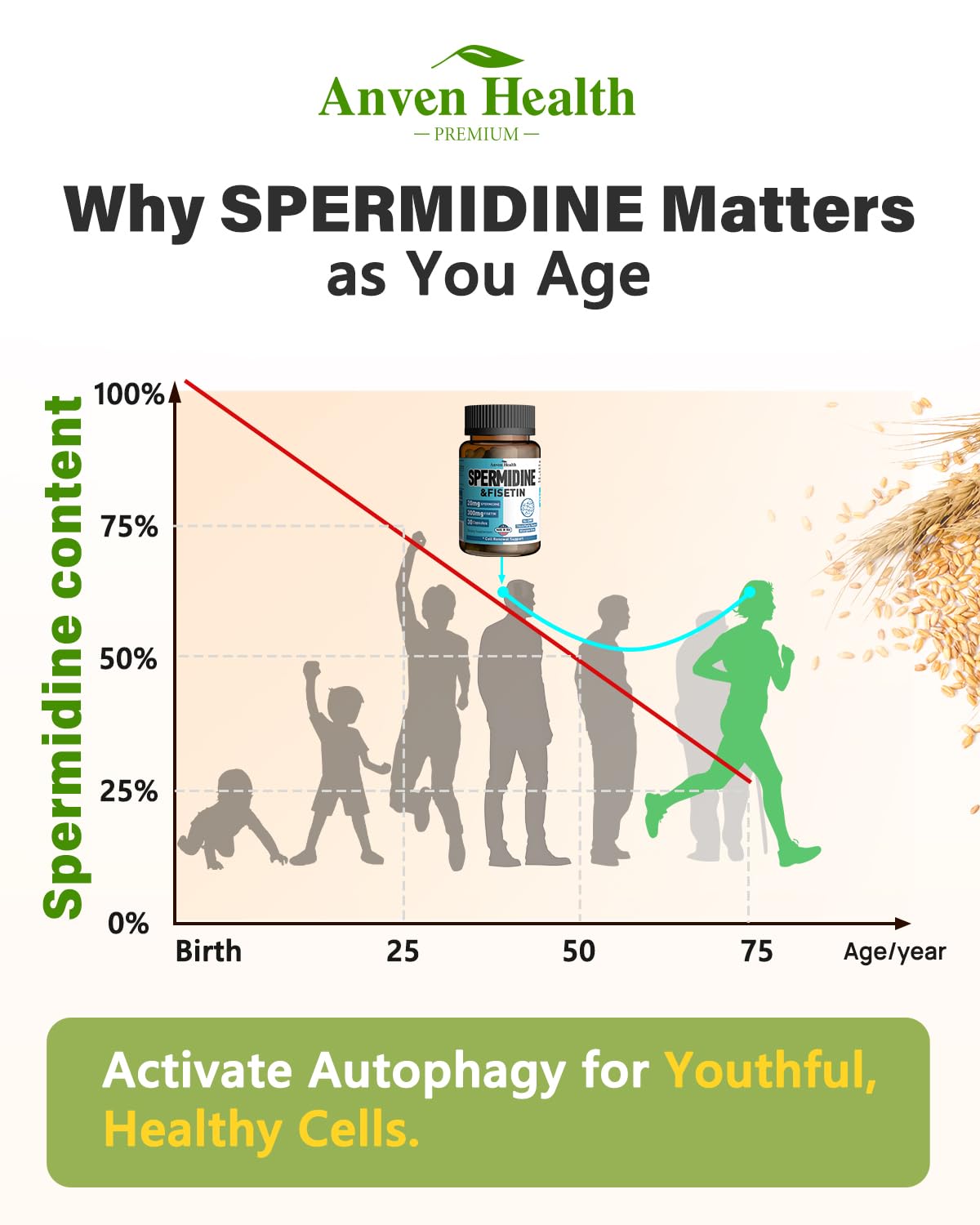 Spermidine & Fisetin Supplement - 20mg of 99% Spermidine Per Serving, 3HCL & 300mg Fisetin for Women Men Cell Renewal, Aging Defense & Longevity, Gluten Free, Non-GMO, Made in USA | 30 Veggie Caps Anven HealthBuy Supplements Australia