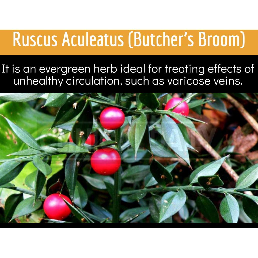 Clinical Daily Blood Circulation Supplements. Butchers Broom, Horse Chestnut, Hawthorn Clinical DailyBuy Supplements Australia