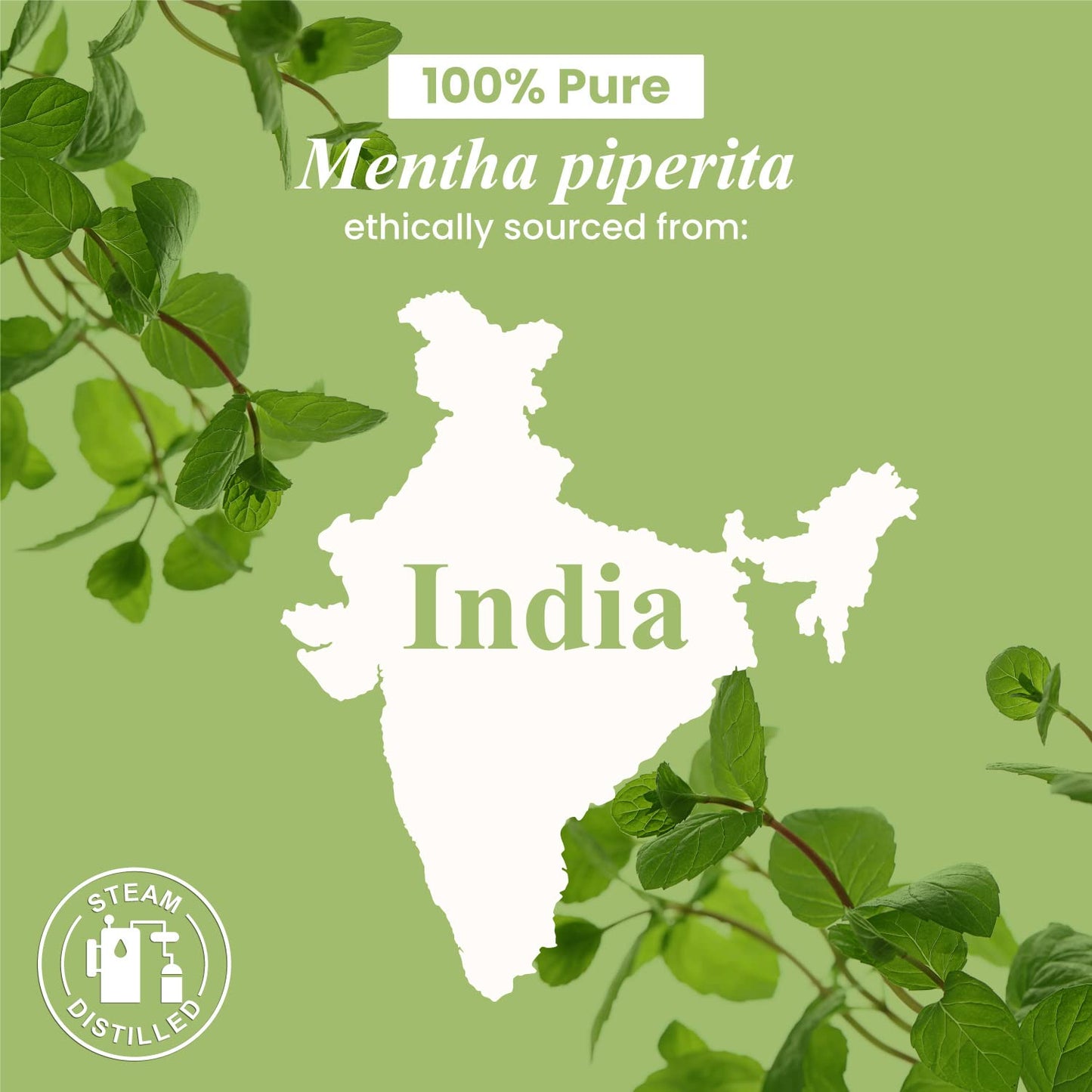 Handcraft Blends Peppermint Essential Oil - Huge 4 Fl Oz - 100% Pure and Natural - Premium Grade Handcraft BlendsBuy Supplements Australia