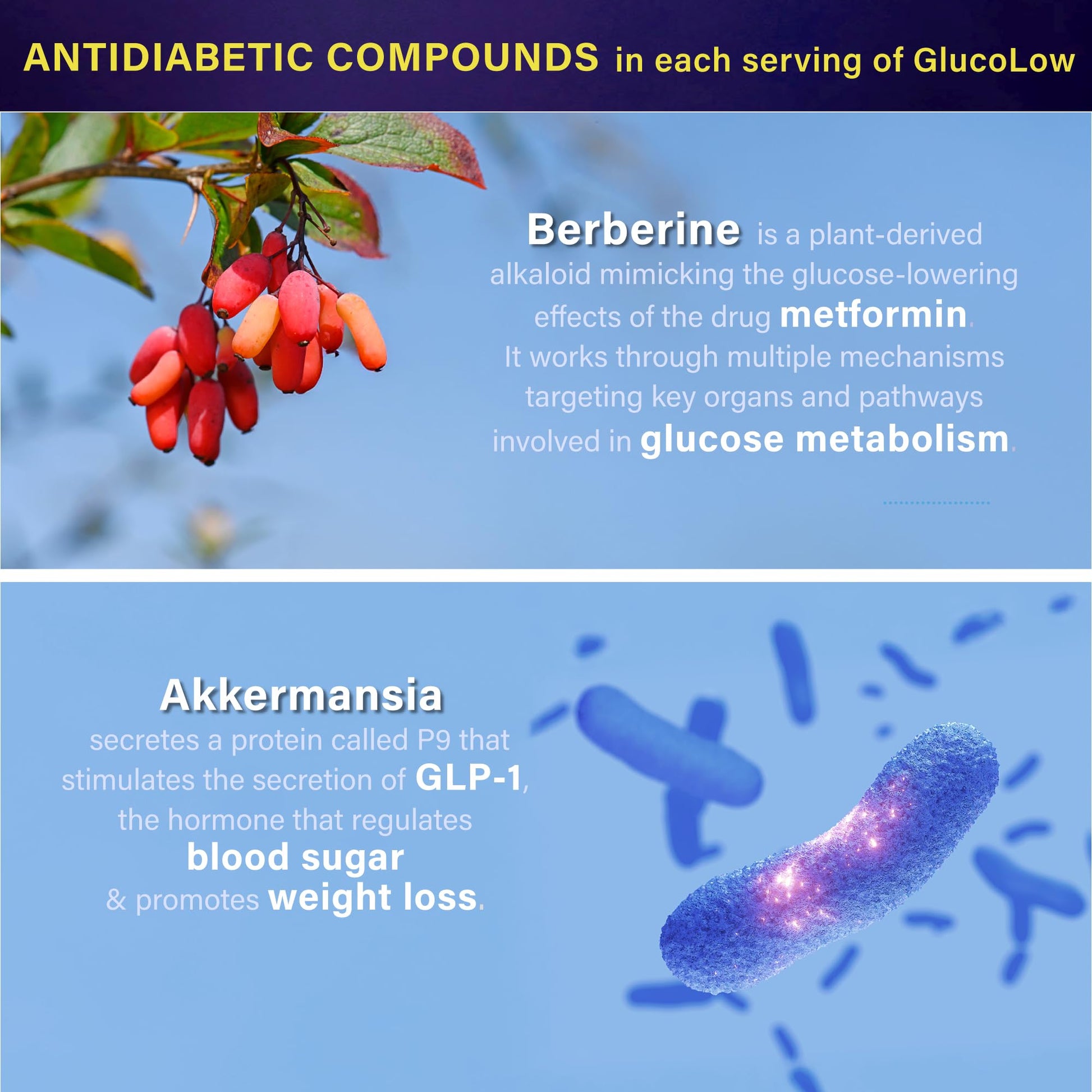 Blood Sugar Support Colostrum Supplement w/ Bitter Melon, Probiotics Blend w/ Akkermansia & Prebiotic Berberine | For Healthy Blood Glucose, Metabolism, Gut & Immunity | 90 Delayed Release Vegan Caps FOLONABuy Supplements Australia