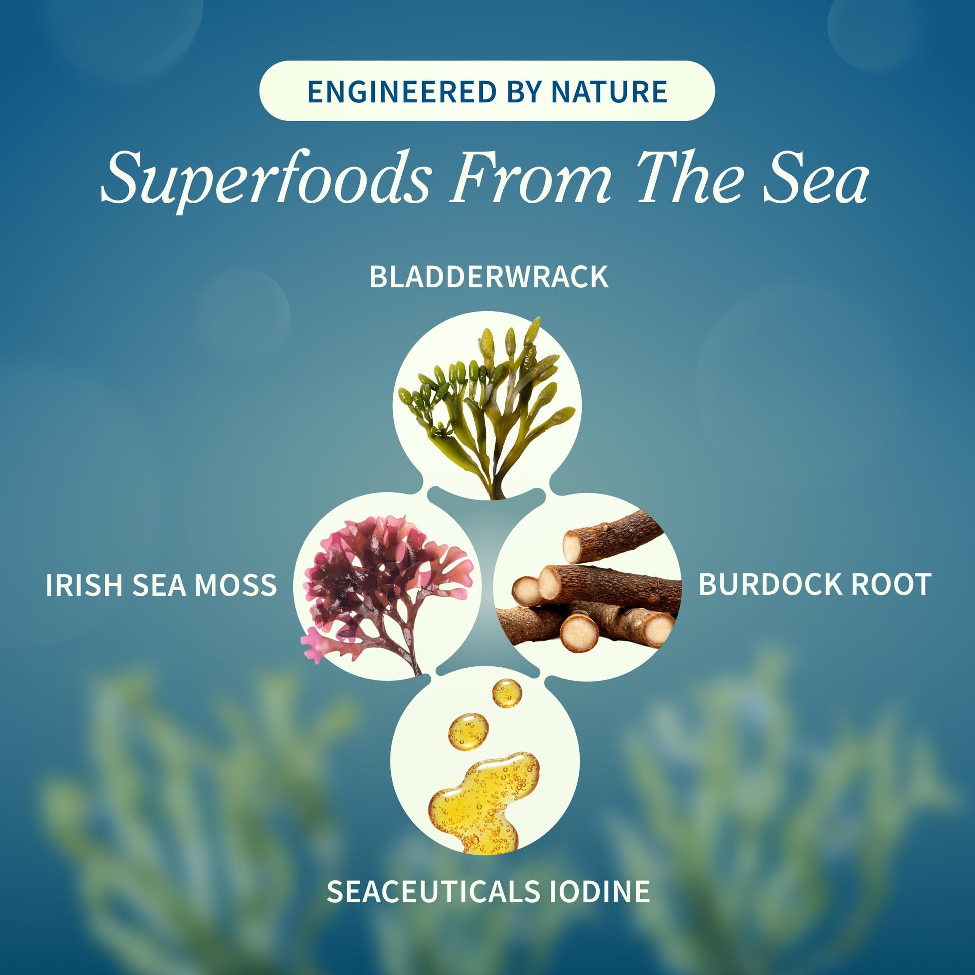 Snap Supplements Irish Sea Moss with Bladderwrack, Burdock Root & Iodine – Natural Sea Moss Supplement to Support Gut Health, Energy & Healthy-Looking Skin, 60 Vegan Capsules (1 Month Supply) Snap SupplementsBuy Supplements Australia