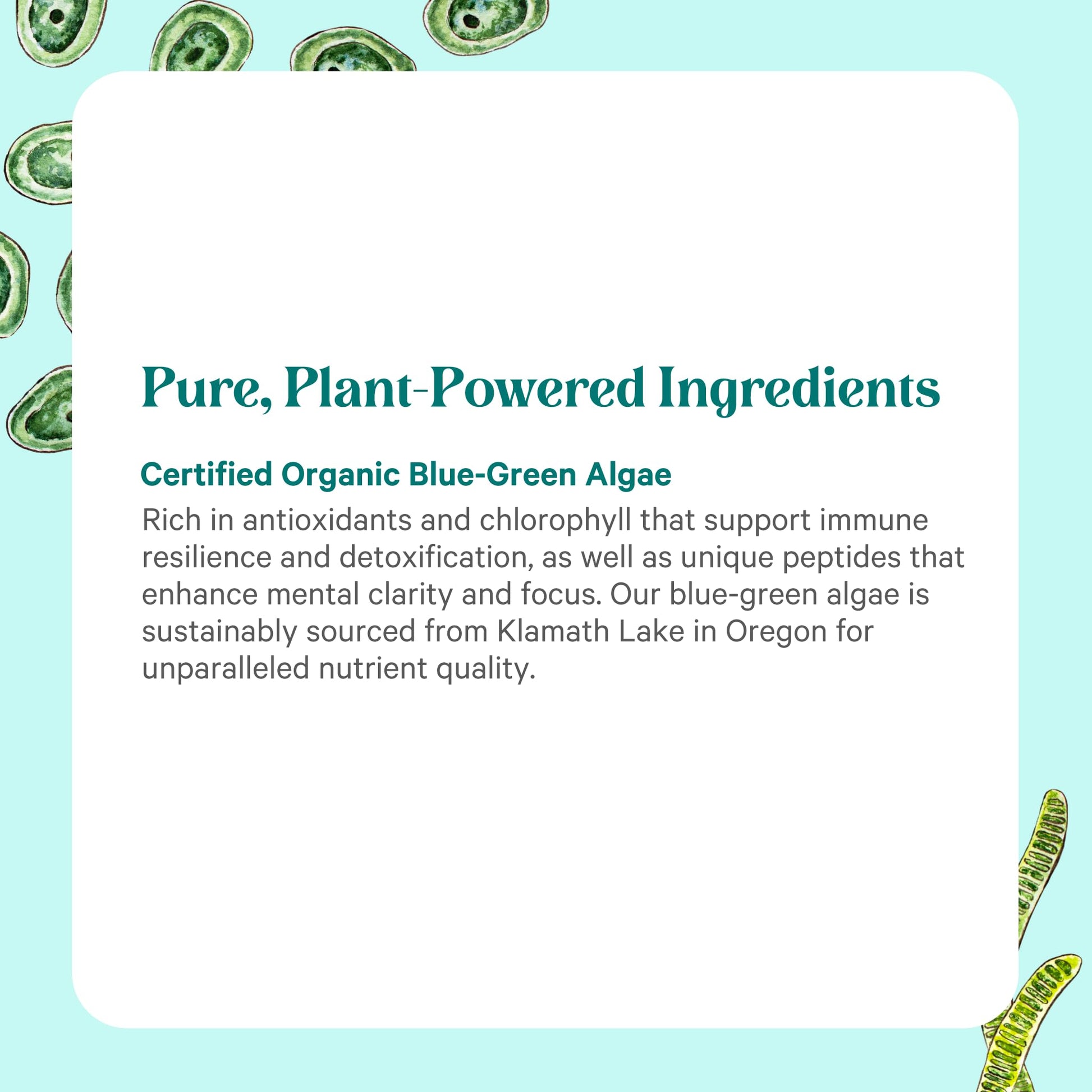 PURE SYNERGY Blue-Green Algae Powder | Superfood Powder with Chlorophyll | Organic AFA Blue Green Algae Supplement | Supports Energy, Mental Clarity, and Detoxification (3.2 oz.) PURE SYNERGYBuy Supplements Australia