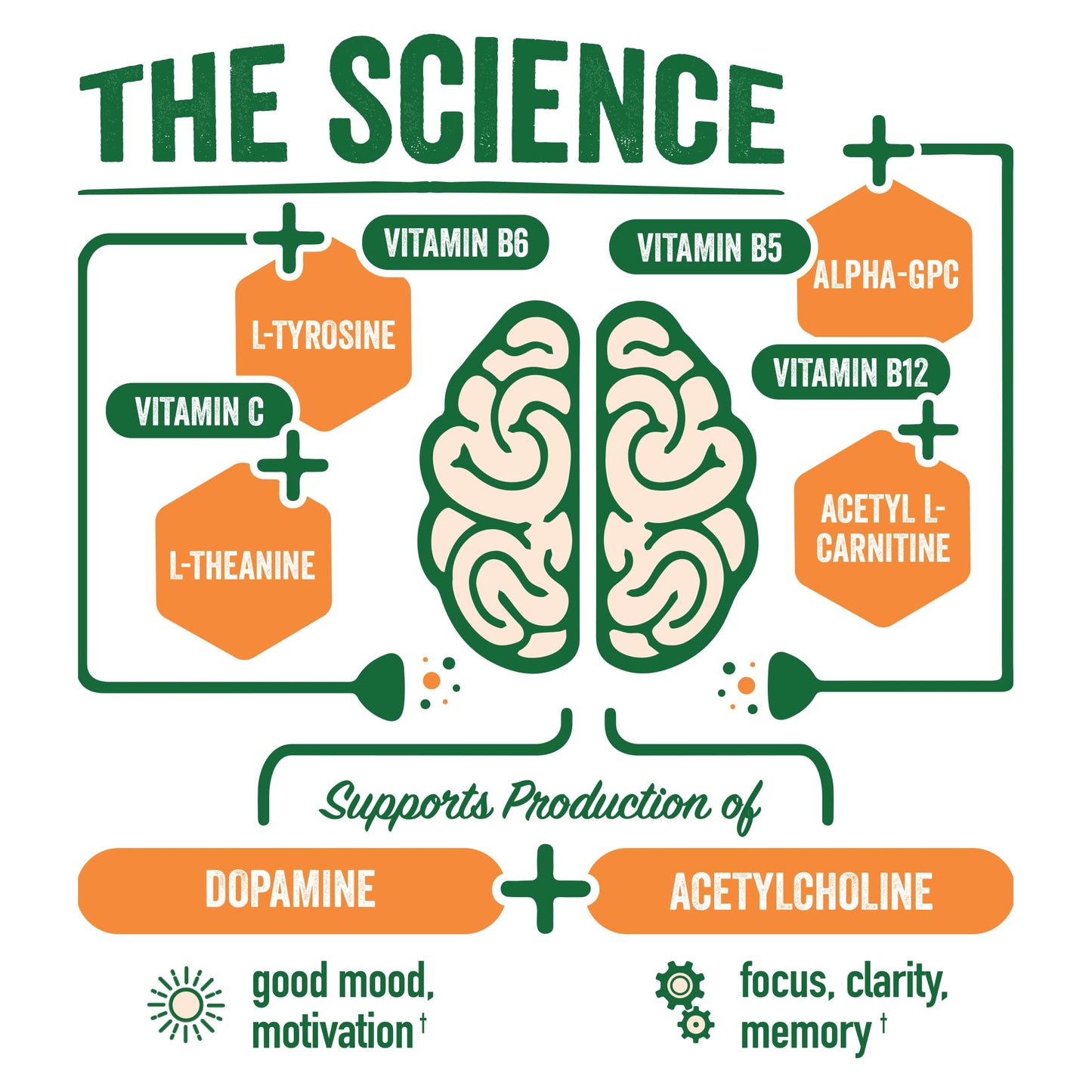 BrainJuice Nootropics Brain Support Supplement, Gluten Free Powder for Energy and Focus, Pre Workout w/Alpha GPC, Vitamin B & Organic Green Tea Extract Caffeine, Active Pomegranate Acai, 15 Servings BrainJuiceBuy Supplements Australia