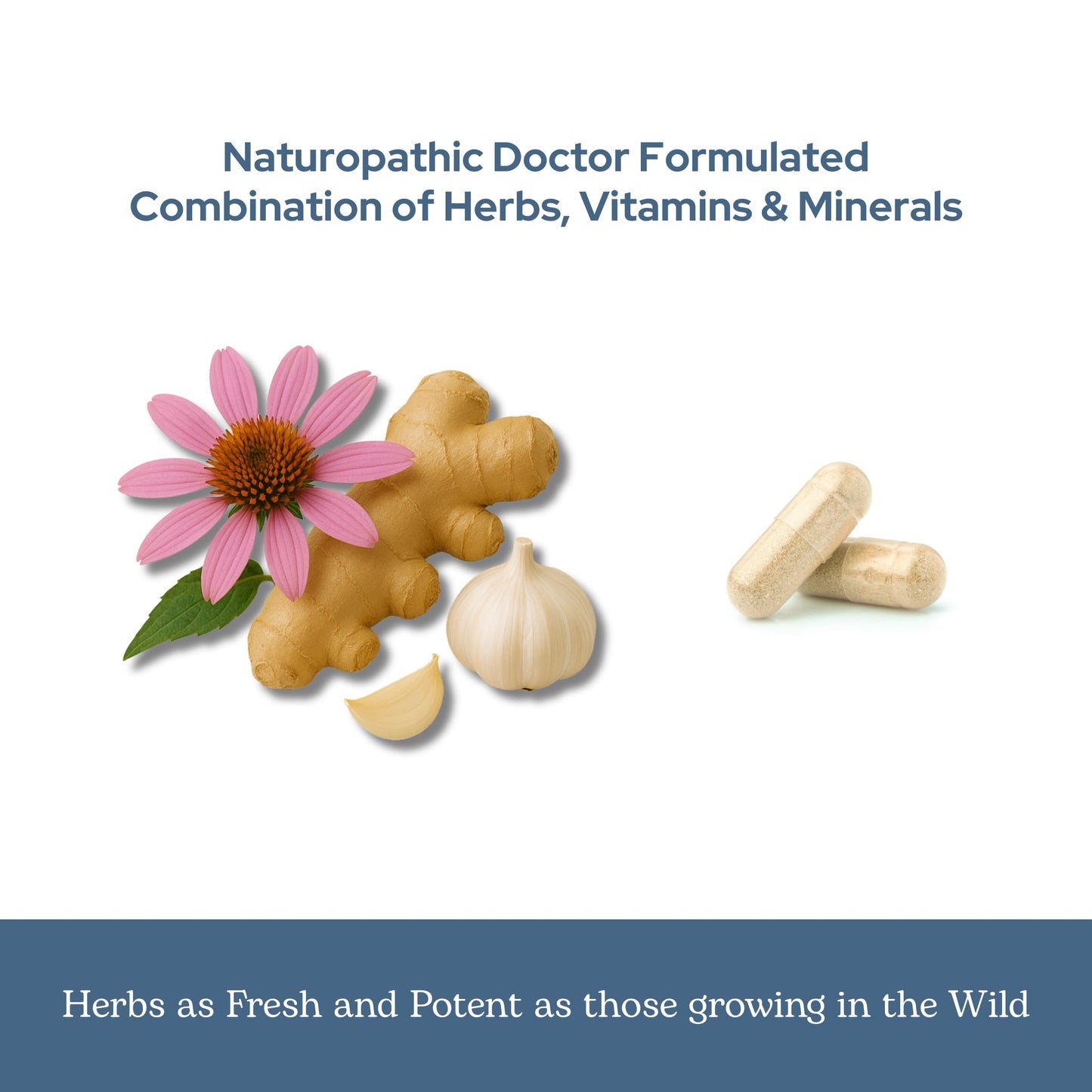 Eclectic Herb - Vitabiotic Capsules | Immune Support | Natural Herbal Multivitamin Supplement | Freeze Dried, Organic, Non-GMO, Vegan, Whole Herb (150 CT | 750 mg) ECLECTIC INSTITUTEBuy Supplements Australia