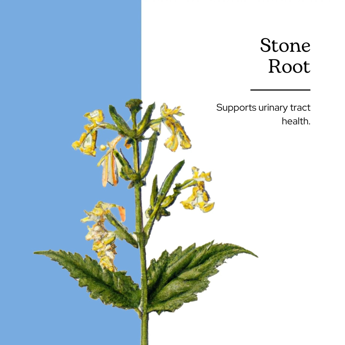 Eclectic Institute Stone Root O 2 Ounce ECLECTIC INSTITUTEBuy Supplements Australia