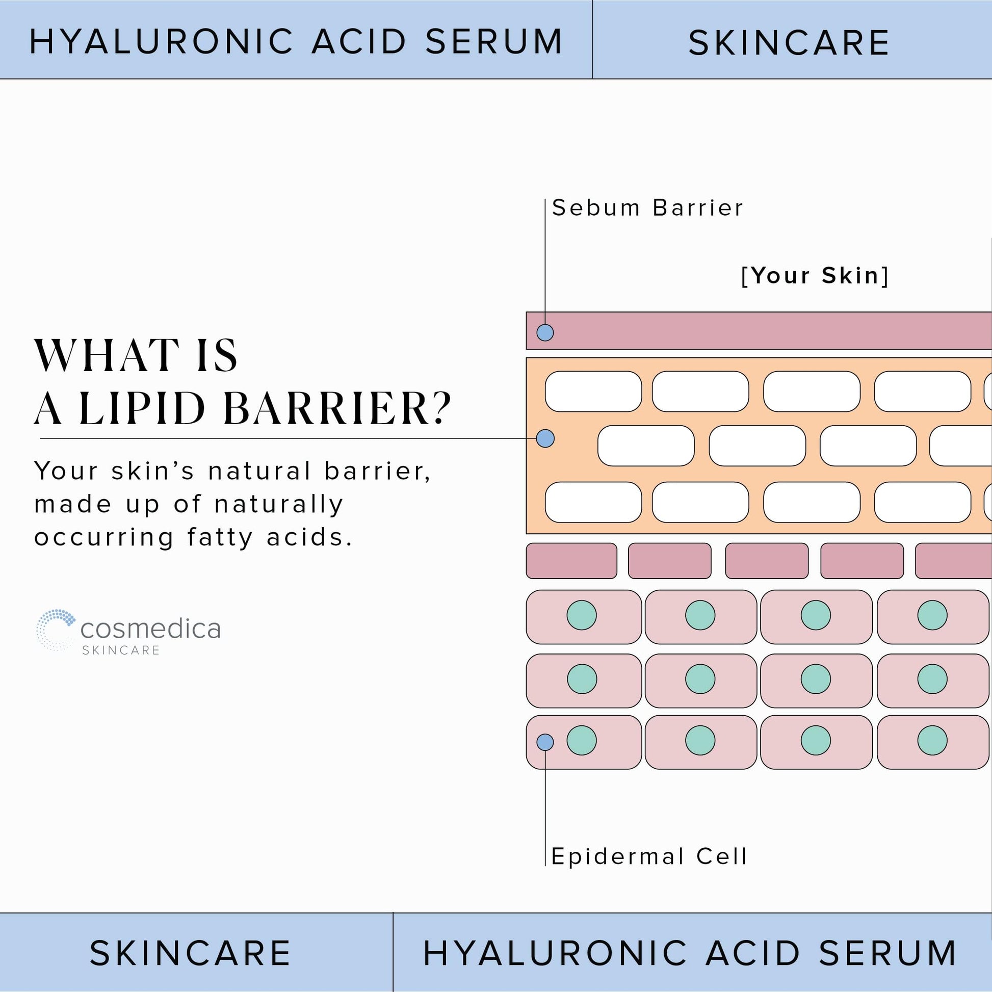 Hyaluronic Acid Serum for Skin 100% Pure Anti Aging Serum Intense Hydration Cosmedica SkincareBuy Supplements Australia