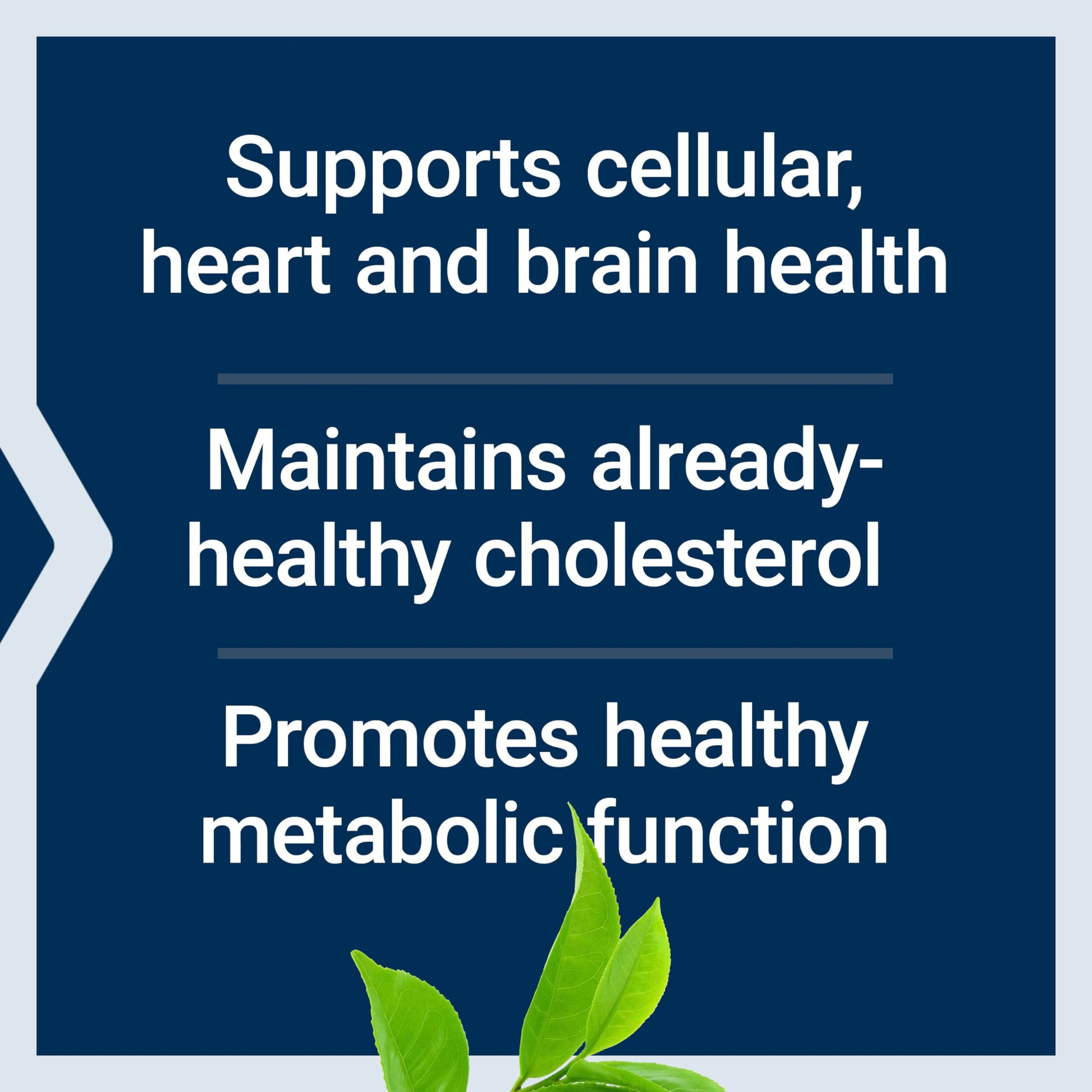 Life Extension Decaffeinated Mega Green Tea Extract – Polyphenol-Rich, Cell Health Life ExtensionBuy Supplements Australia