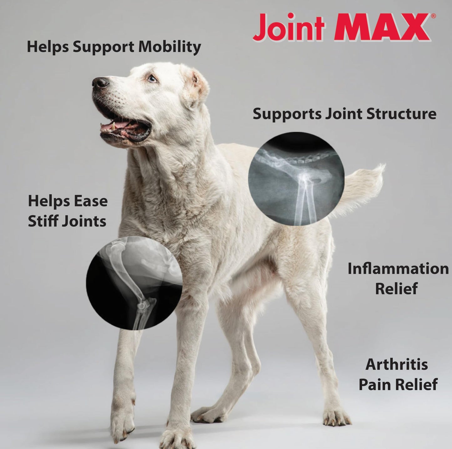 Joint MAX Triple Strength Hypo-Allergenic Soft Chews for Dogs - Hip and Joint Support Supplement with Glucosamine, Chondroitin, & MSM - Made in The USA - 120 Soft Chews Joint MaxBuy Supplements Australia