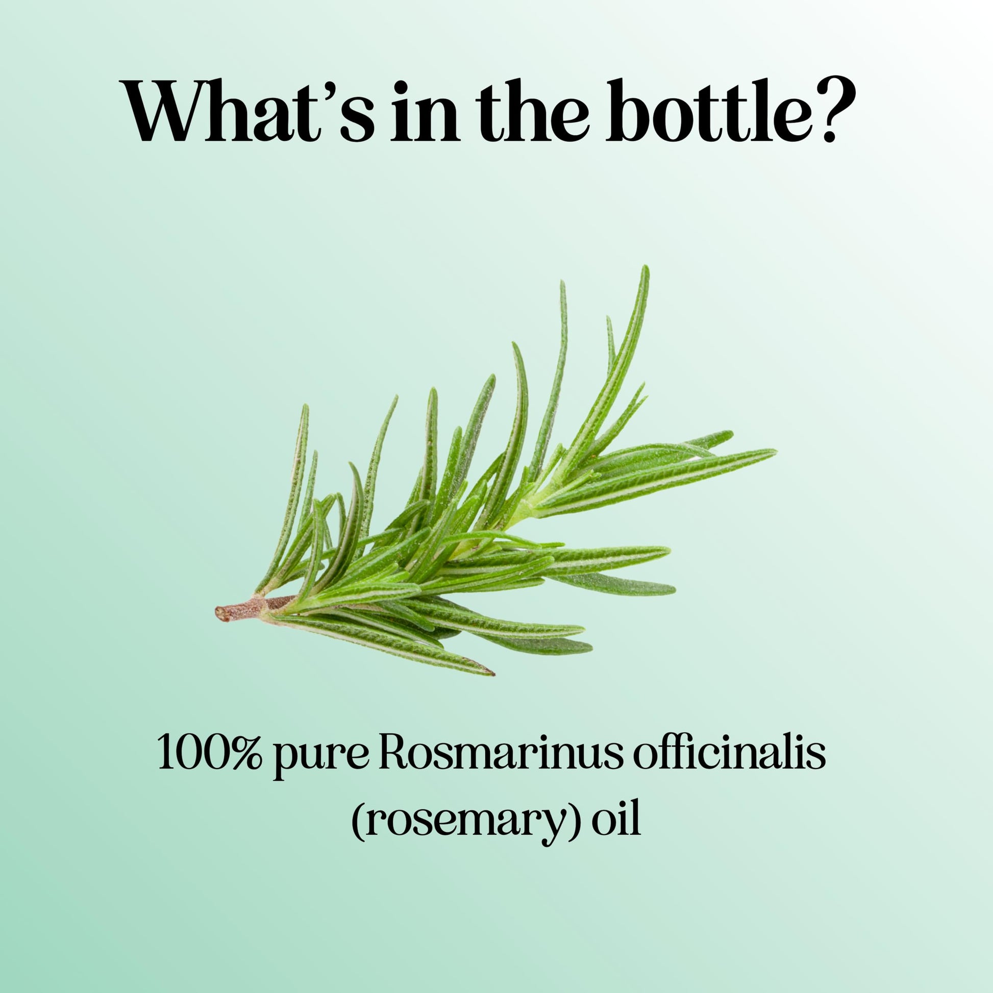 Pure Rosemary Essential Oil for Aromatherapy - Pure Rosemary Oil for Hair Skin and Nails Maple HolisticsBuy Supplements Australia