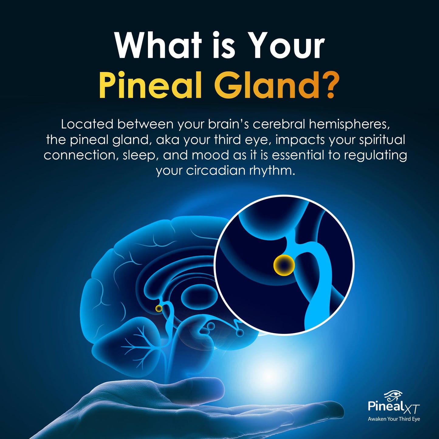 Nutraville Pineal XT Gold - Pineal Gland Supplement - Third Eye Awakening - Focus and Memory Supplement for Brain - 7 Powerful Ingredients Decalcify, Detox, and Activate Your Pineal Gland, 2 Pack NutravilleBuy Supplements Australia