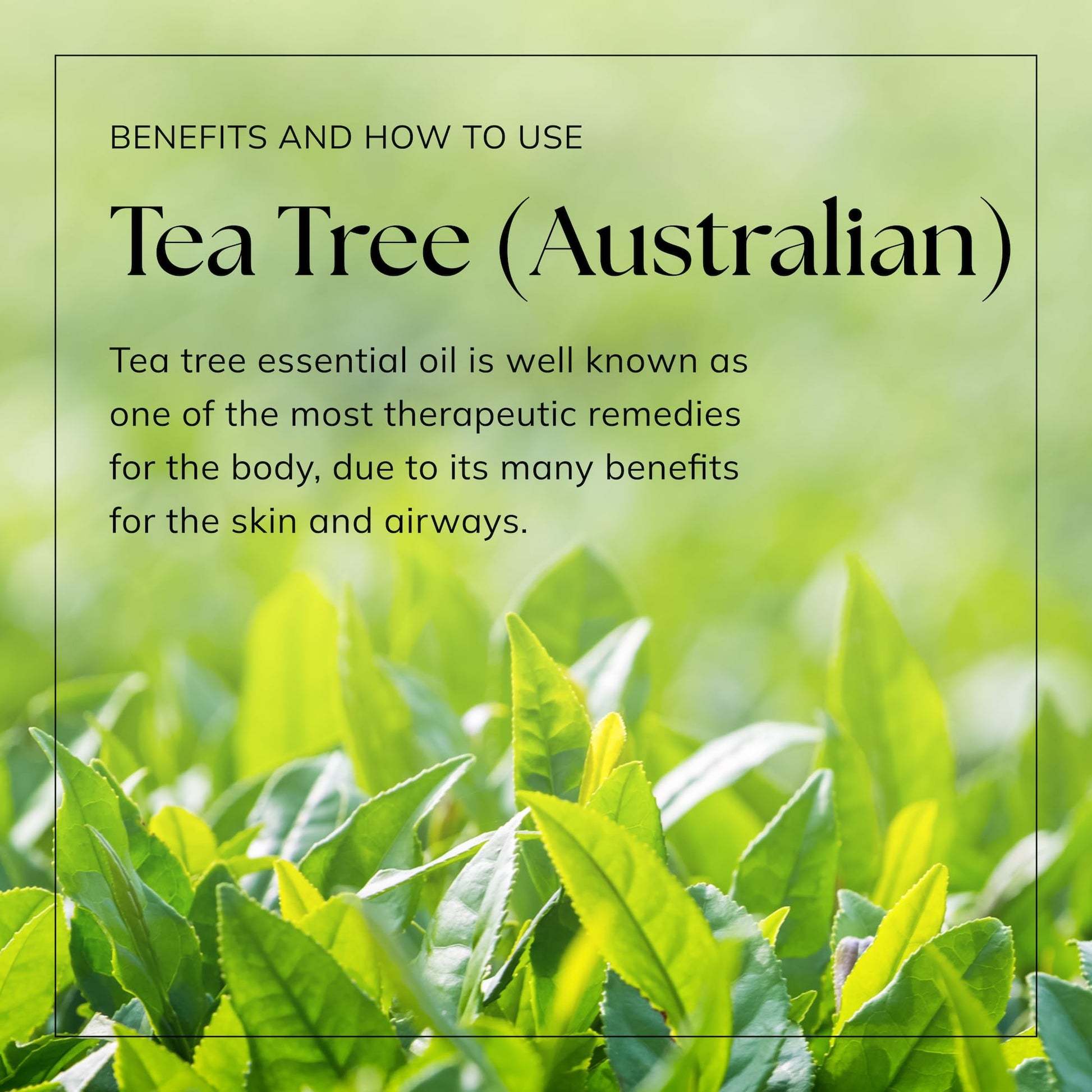 Nikura Pure Australian Tea Tree Essential Oil for Skin, Nail Fungus, Face, Hair, Acne nikuraBuy Supplements Australia