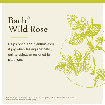 Bach Original Flower Remedies, Wild Rose for Enthusiasm (Non-Alcohol Formula), Natural Homeopathic BachBuy Supplements Australia