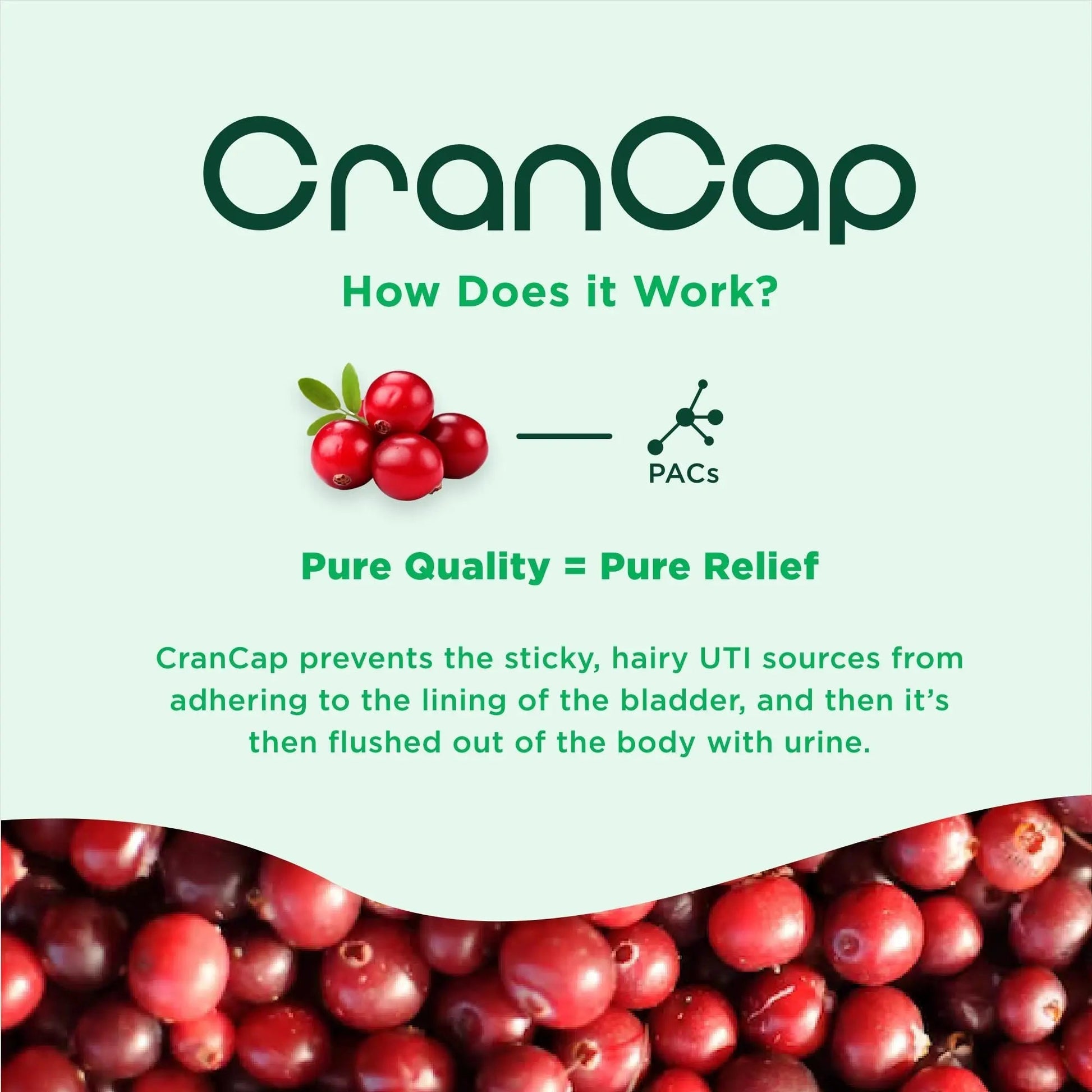CranCap - Cranberry Pills - Urinary Tract Health Cranberry Supplement - 36mg of Potent PACs - Non GMO, Vegan, Gluten Free - by Heale - 30 Capsules CranCapBuy Supplements Australia