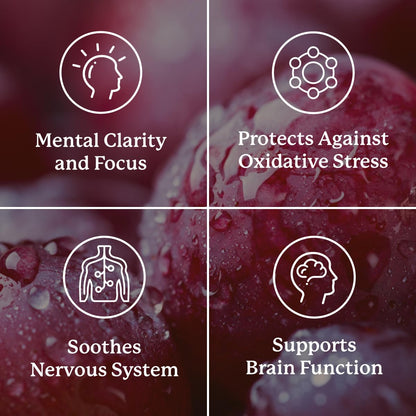 Nature's Sunshine Focus Attention, 90 Capsules, Provides Nutrients That Help Maintain Normal Brain-Stimulation Levels While Supporting Blood Circulation and Neurotransmitter Levels in The Brain Nature's SunshineBuy Supplements Australia