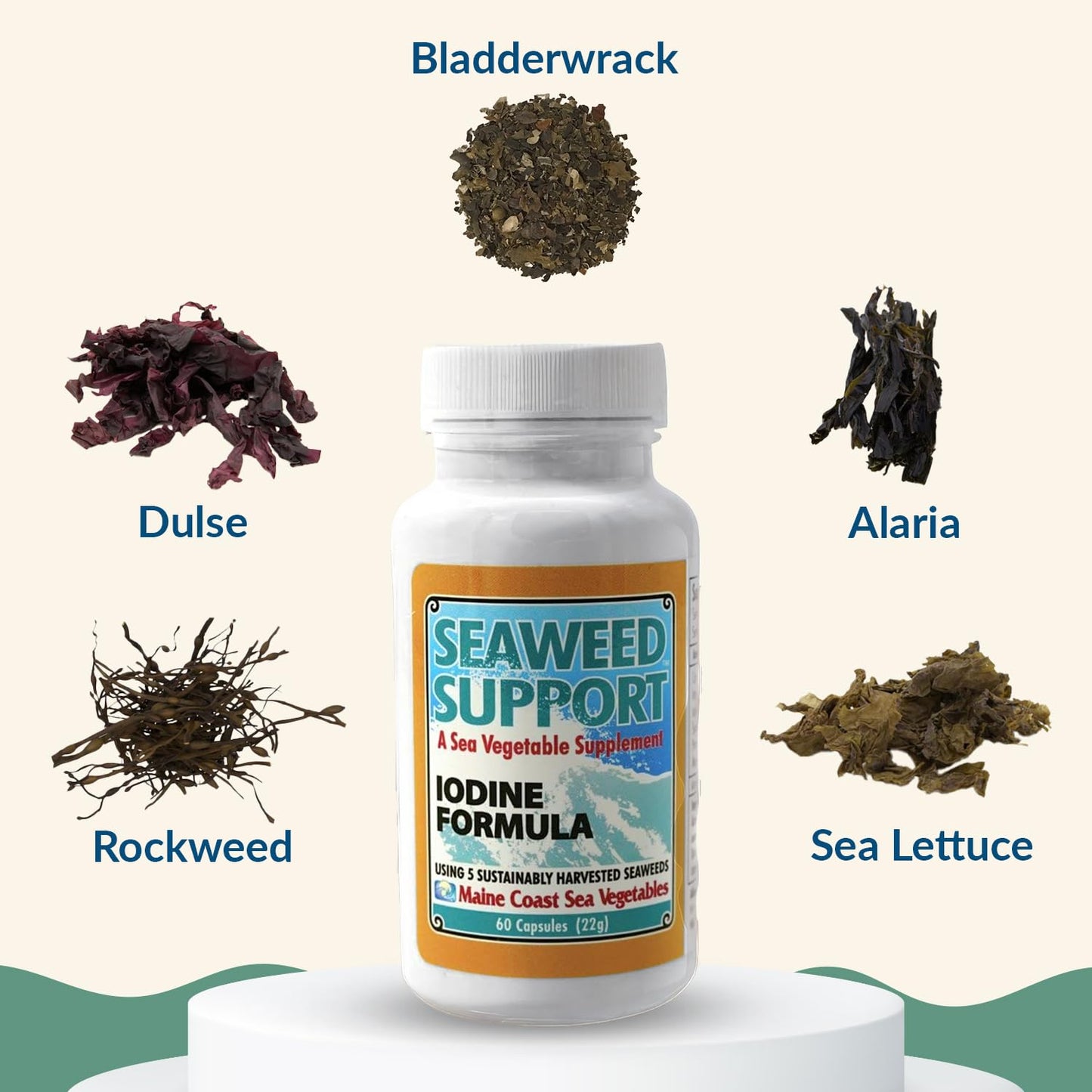 Maine Coast Sea Vegetables Seaweed Support Iodine Formula | Source of Iodine from Seaweed | Daily Use Iodine Supplement | Organic Alaria, Rockweed, Sea Lettuce, Dulse & Bladderwrack blend | 60 Capsule Maine Coast Sea VegetablesBuy Supplements Australia