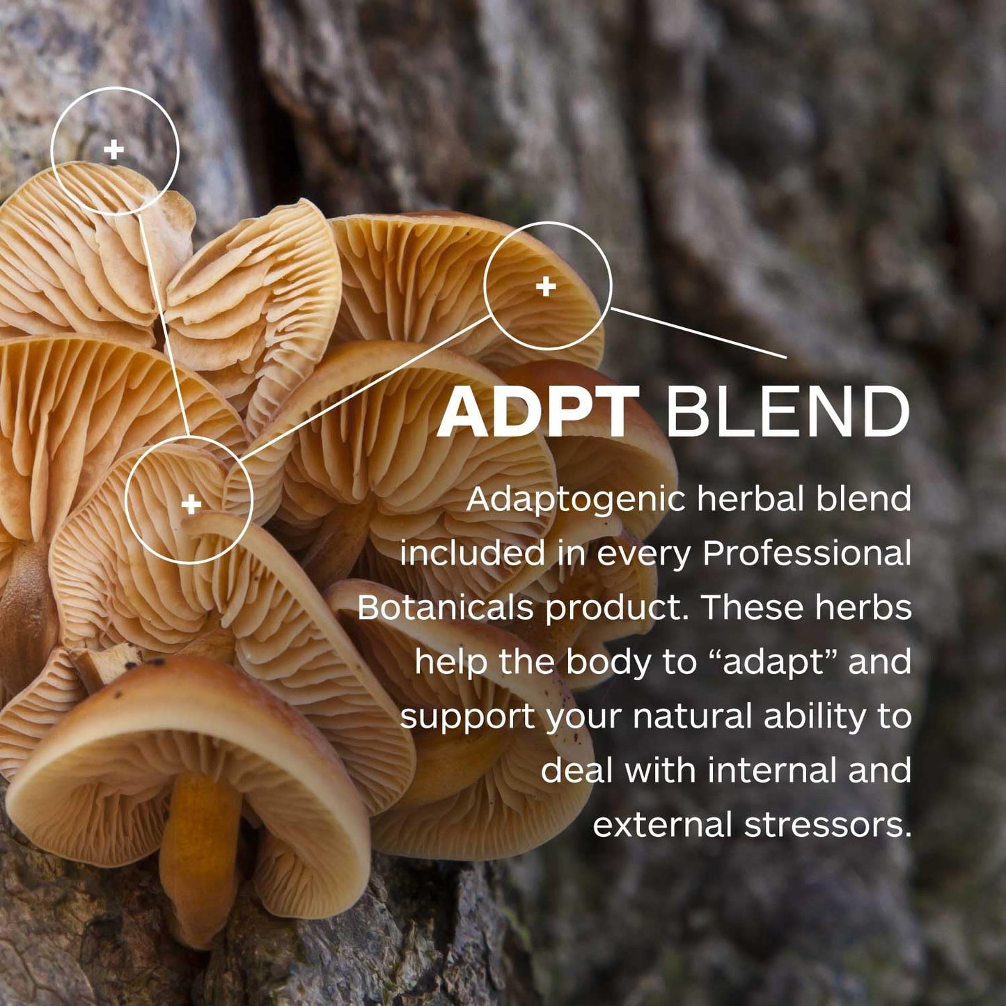 Professional Botanicals Calm Attention - Natural Attention and Mood Support, Rosemary, Vitamin B6, Gotu Kola, Focus, Relaxation, and Concentration Aid - 60 Veg Capsules Professional BotanicalsBuy Supplements Australia
