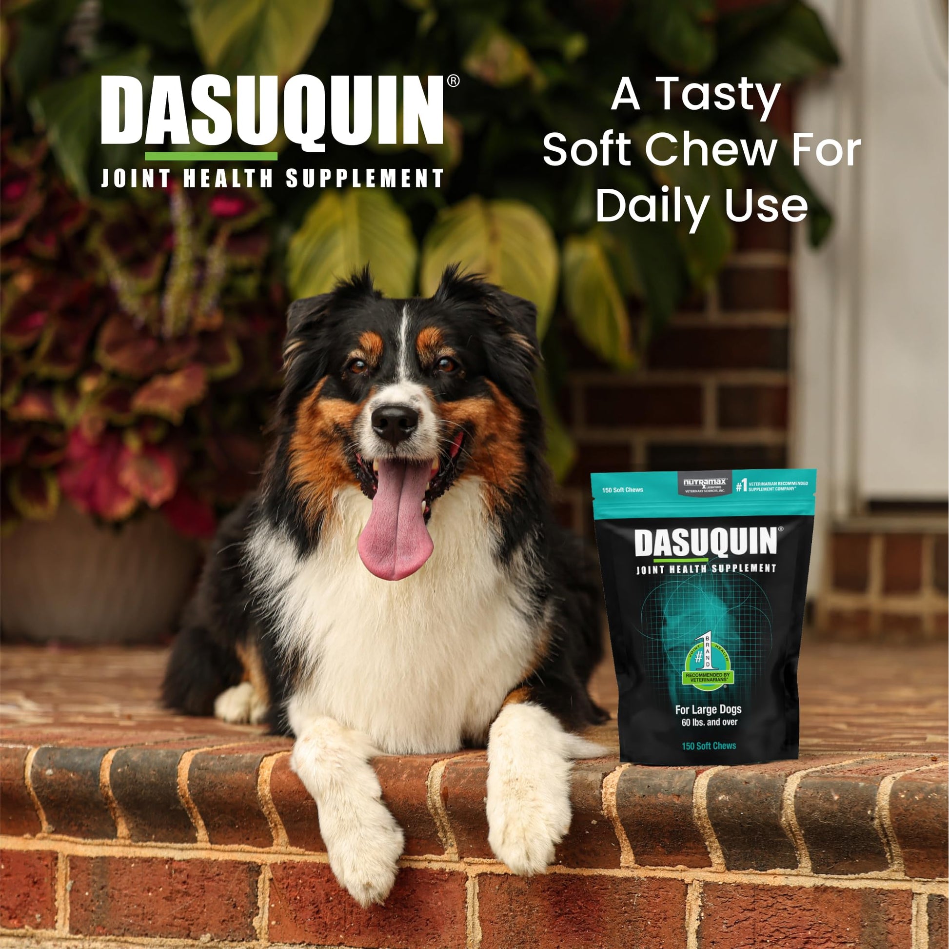 Nutramax Dasuquin for Large Dogs, Joint Health Supplement, Contains Glucosamine for Dogs, Plus Chondroitin, ASU and More, Supports Healthy Joints, Soft Chews, 150 Count Nutramax LaboratoriesBuy Supplements Australia