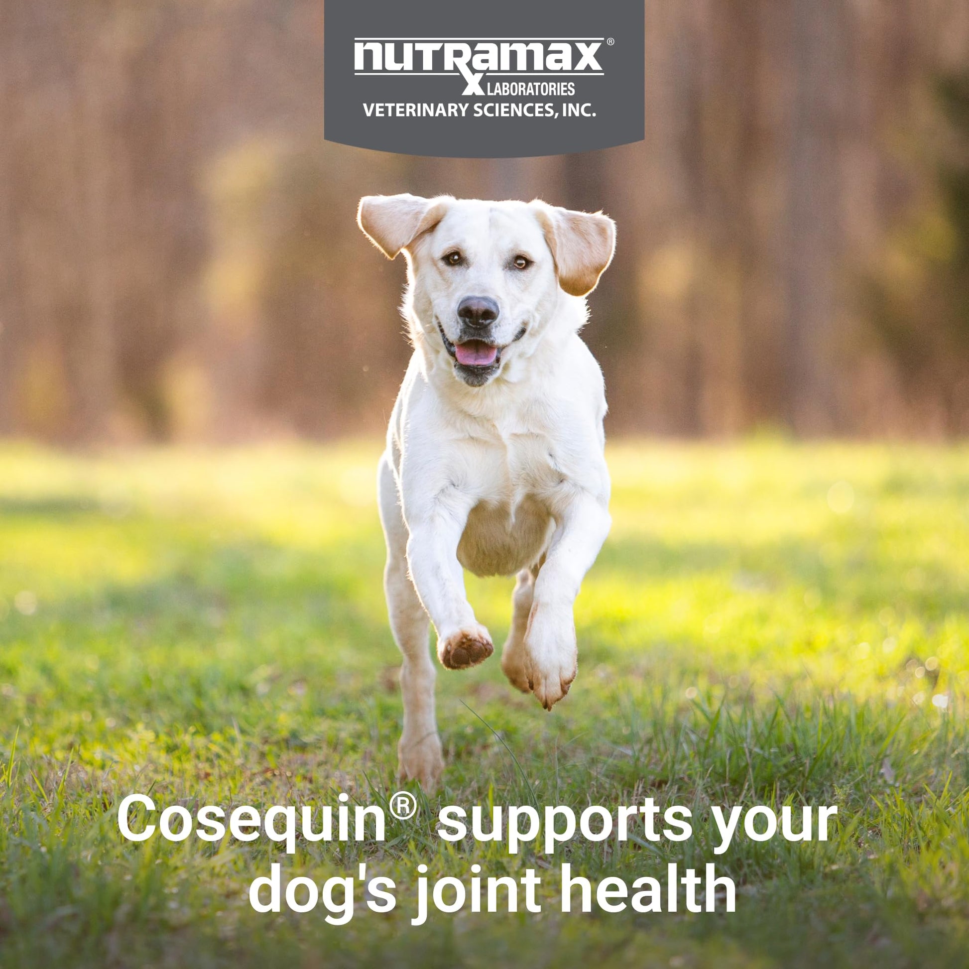 Nutramax Cosequin for Dogs Joint Health Supplement, Contains Glucosamine, Plus Chondroitin, MSM and Omega-3s, Supports Joint and Skin and Coat Health, Soft Chews, 120 Count Nutramax LaboratoriesBuy Supplements Australia
