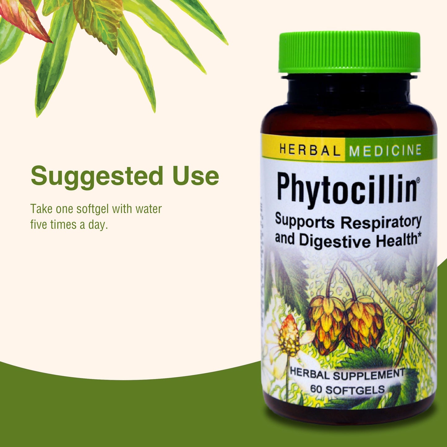 Herbs Etc. Phytocillin - Respiratory & Digestive Health Support Supplement - Herbal Formula to Support Digestion - Support Healthy Breathing - 60 Softgels (60 Servings) Herbs Etc.Buy Supplements Australia
