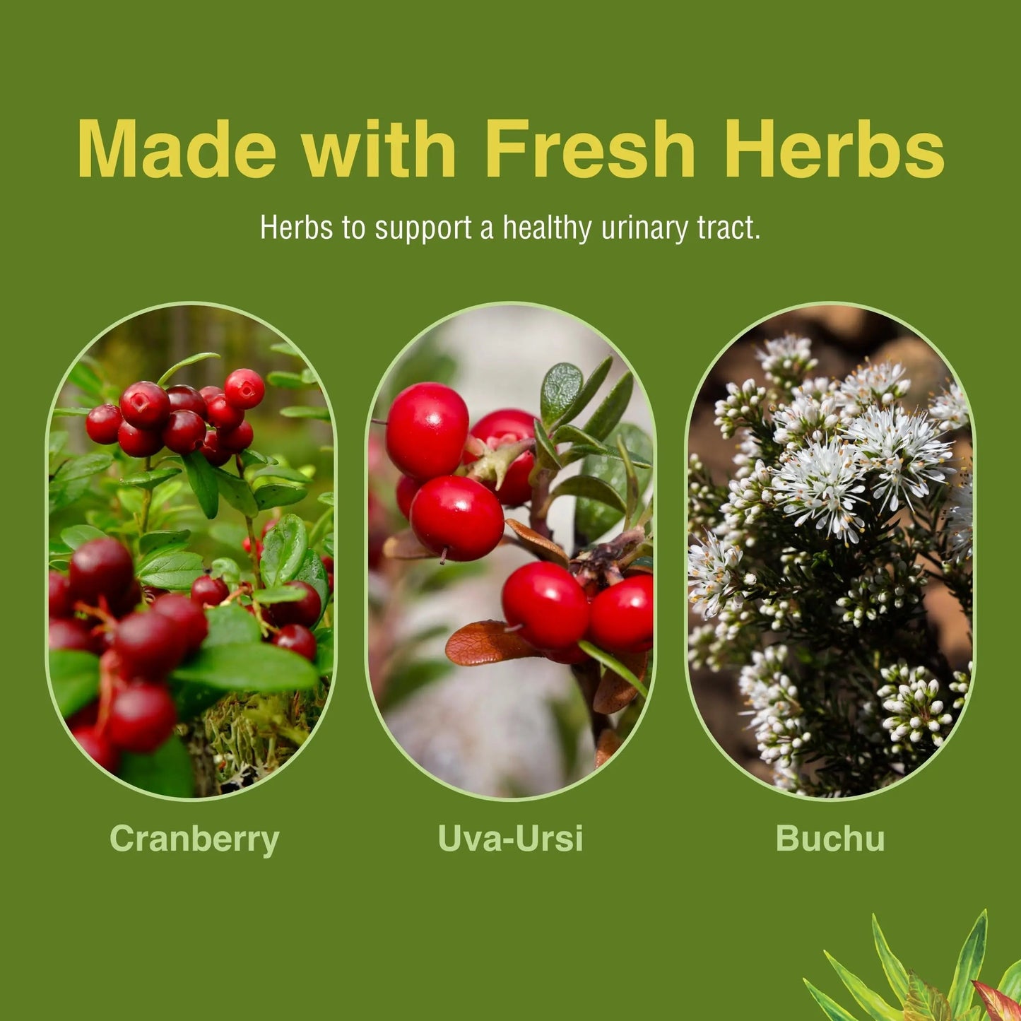 Herbs Etc. CranBladder ReLeaf Softgels - Bladder Health Support - Natural Supplement Formula to Aid Urinary Health & Comfort - Optimal Urinary Support with Cranberry - 60 Softgels (60 Servings) Herbs Etc.Buy Supplements Australia