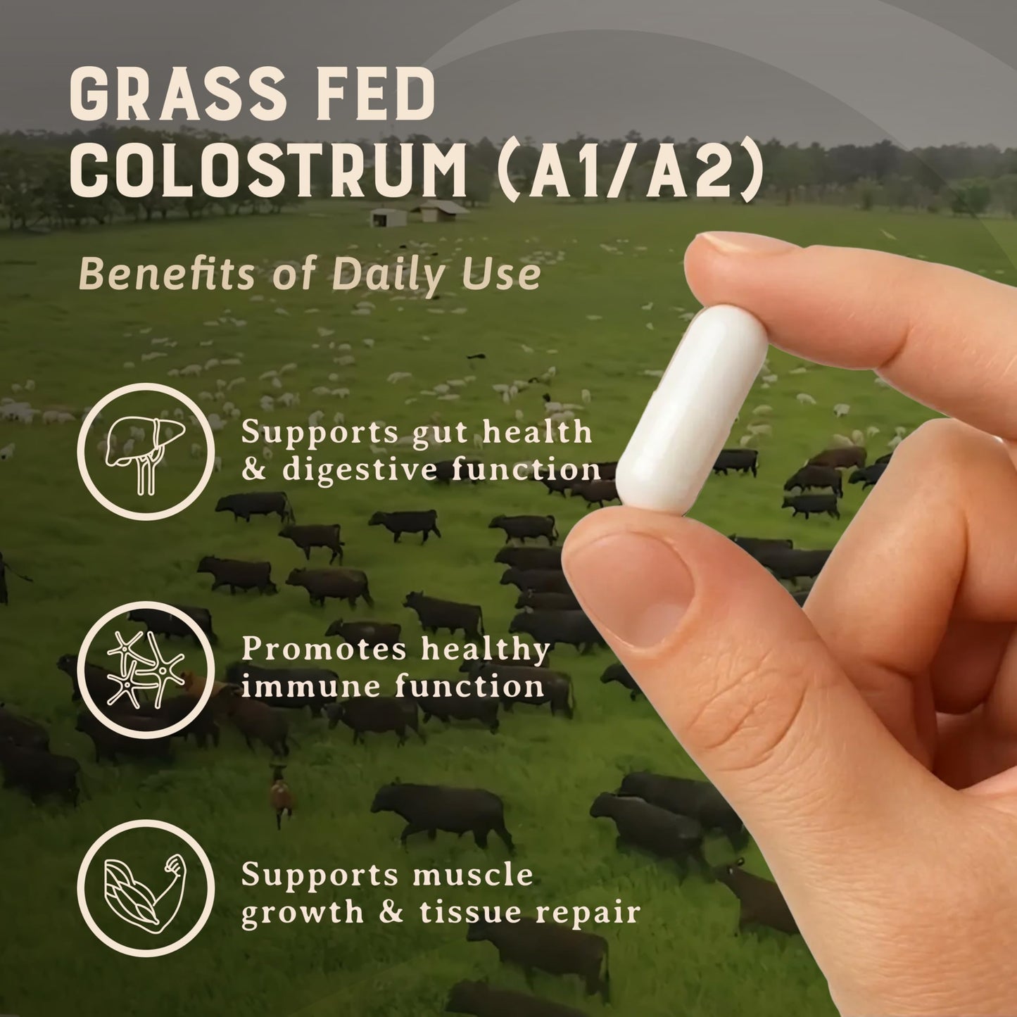 HEART & SOIL 100% Grass Fed & Finished Colostrum Supplement from Regenerative Cattle for Gut, Muscle & Immune Health – 3000mg Bovine Colostrum Capsules - Gut Health for Men & Women –180 Capsules HEART & SOILBuy Supplements Australia