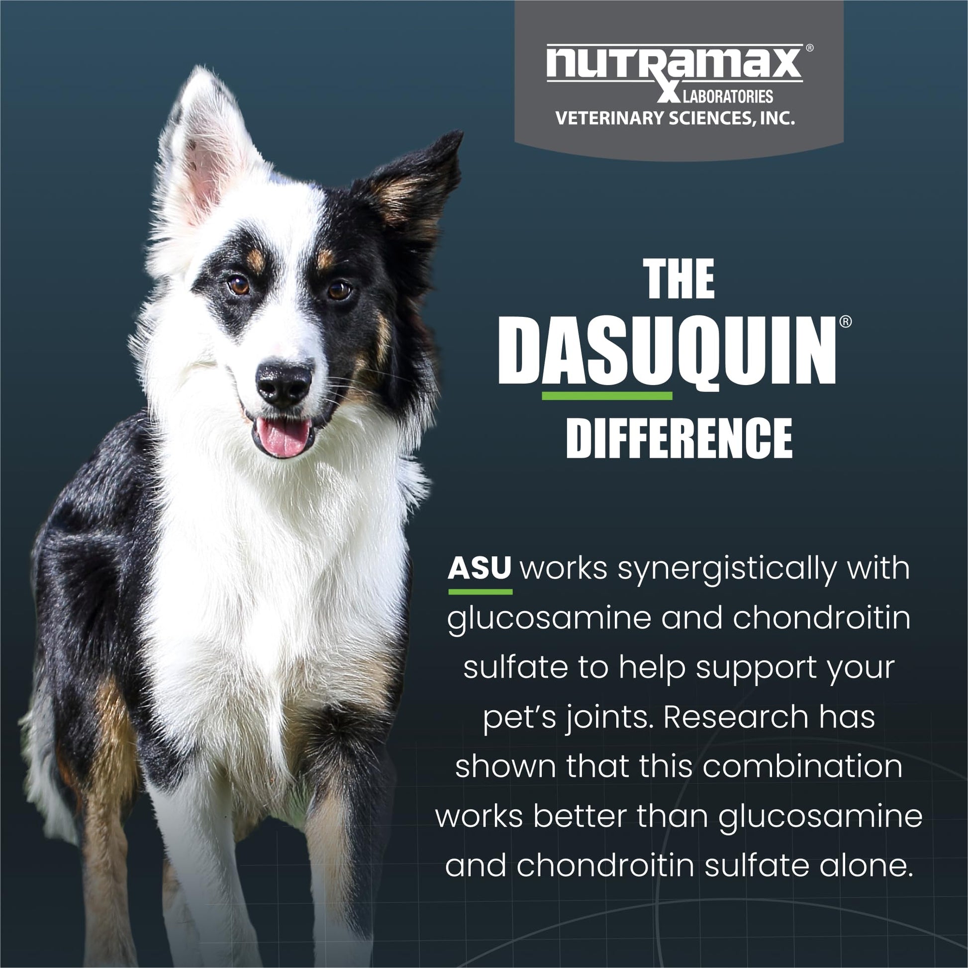 Nutramax Dasuquin for Small to Medium Dogs, Joint Health Supplement, Contains Glucosamine for Dogs, Plus Chondroitin, ASU and More, Supports Healthy Joints, Chewable Tablets, 150 Count Nutramax LaboratoriesBuy Supplements Australia