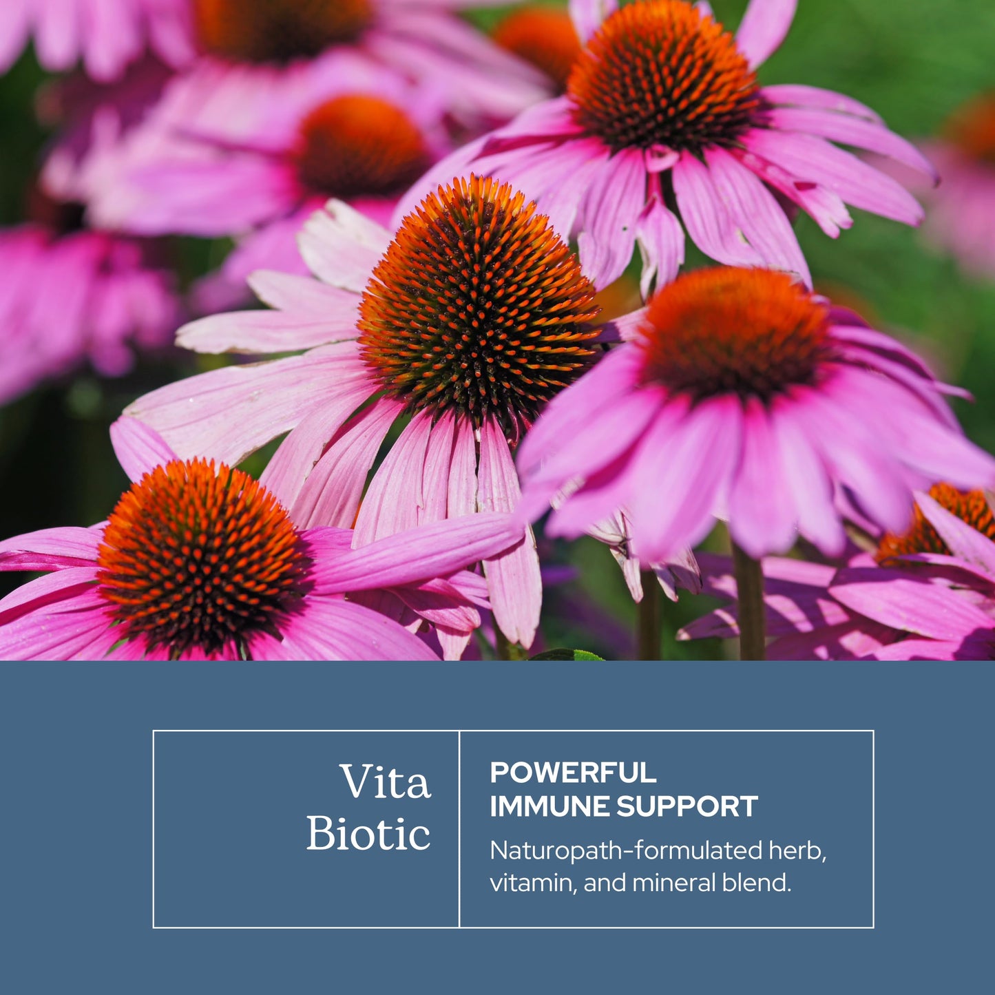 Eclectic Herb - Vitabiotic Capsules | Immune Support | Natural Herbal Multivitamin Supplement | Freeze Dried, Organic, Non-GMO, Vegan, Whole Herb (150 CT | 750 mg) ECLECTIC INSTITUTEBuy Supplements Australia