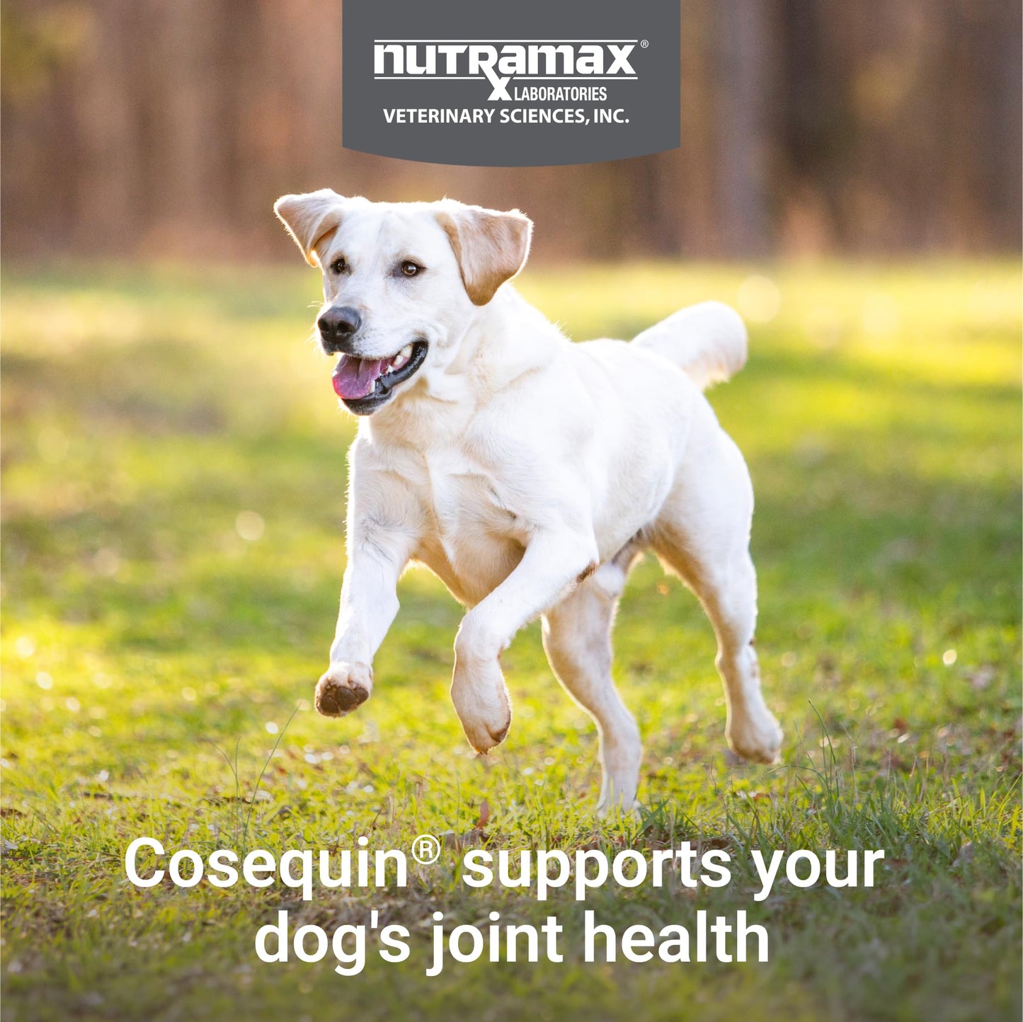 Nutramax Laboratories Cosequin Maximum Strength Joint Health Supplement for Dogs - With Glucosamine, Chondroitin, and MSM, 2 Pack, 264 Total Chewable Tablets Nutramax LaboratoriesBuy Supplements Australia
