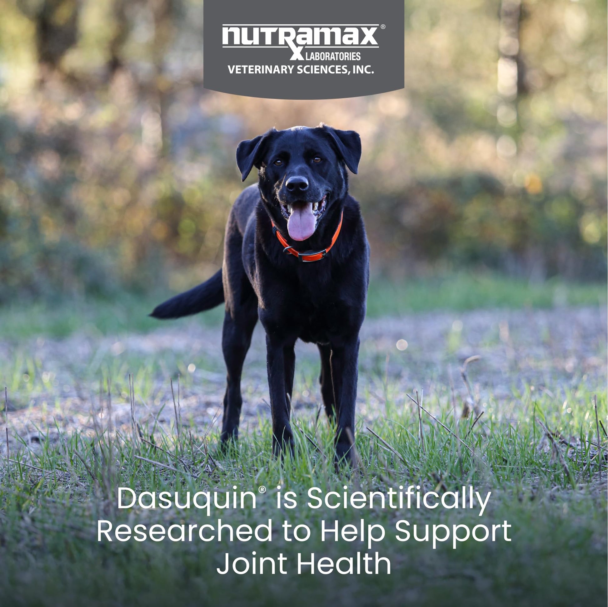 Nutramax Dasuquin for Large Dogs, Joint Health Supplement, Contains Glucosamine for Dogs, Plus Chondroitin, ASU and More, Supports Healthy Joints, Soft Chews, 150 Count Nutramax LaboratoriesBuy Supplements Australia