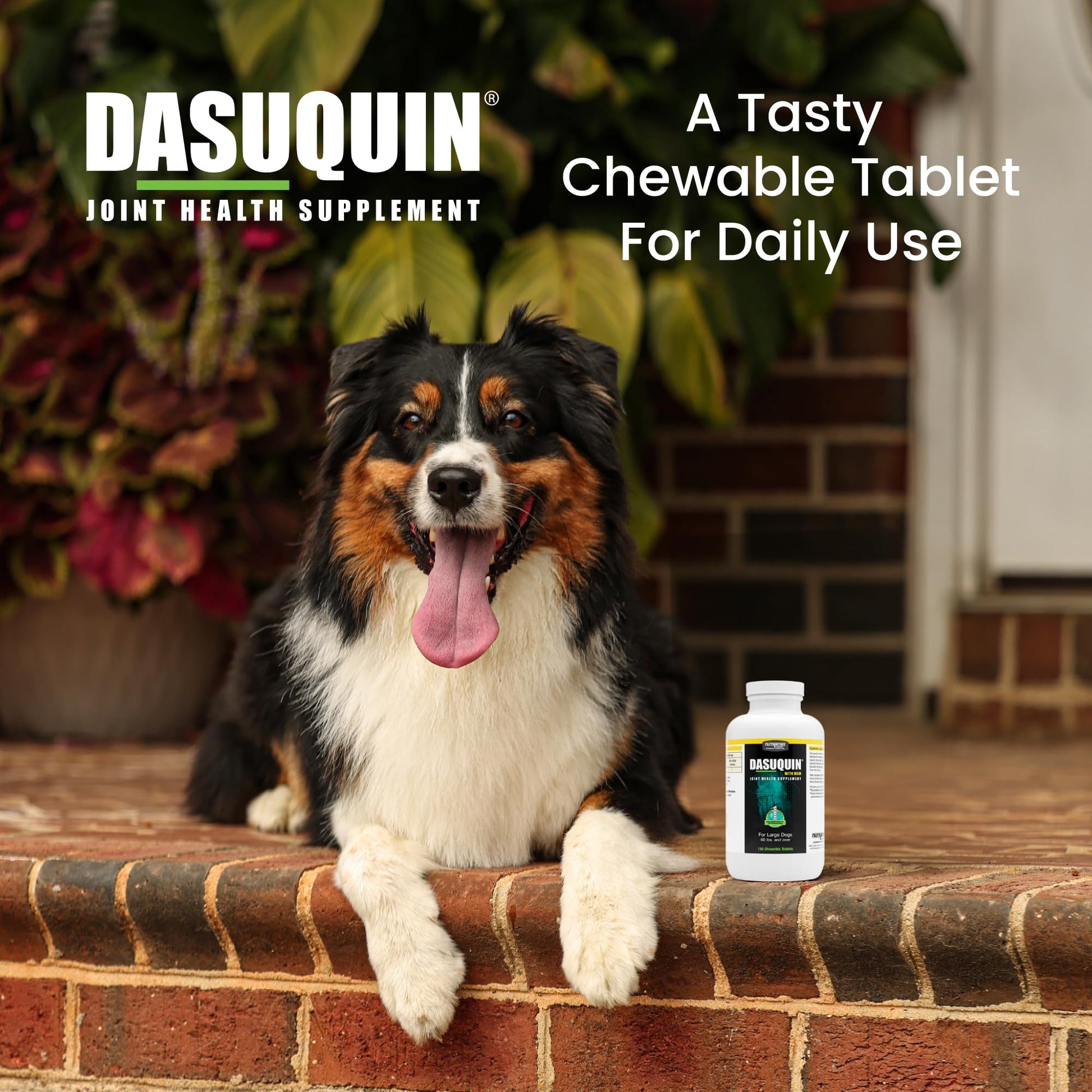 Nutramax Dasuquin for Large Dogs, Joint Health Supplement, Contains Glucosamine for Dogs, Plus Chondroitin, ASU, MSM and More, Supports Healthy Joints, Chewable Tablets, 150 Count Nutramax LaboratoriesBuy Supplements Australia