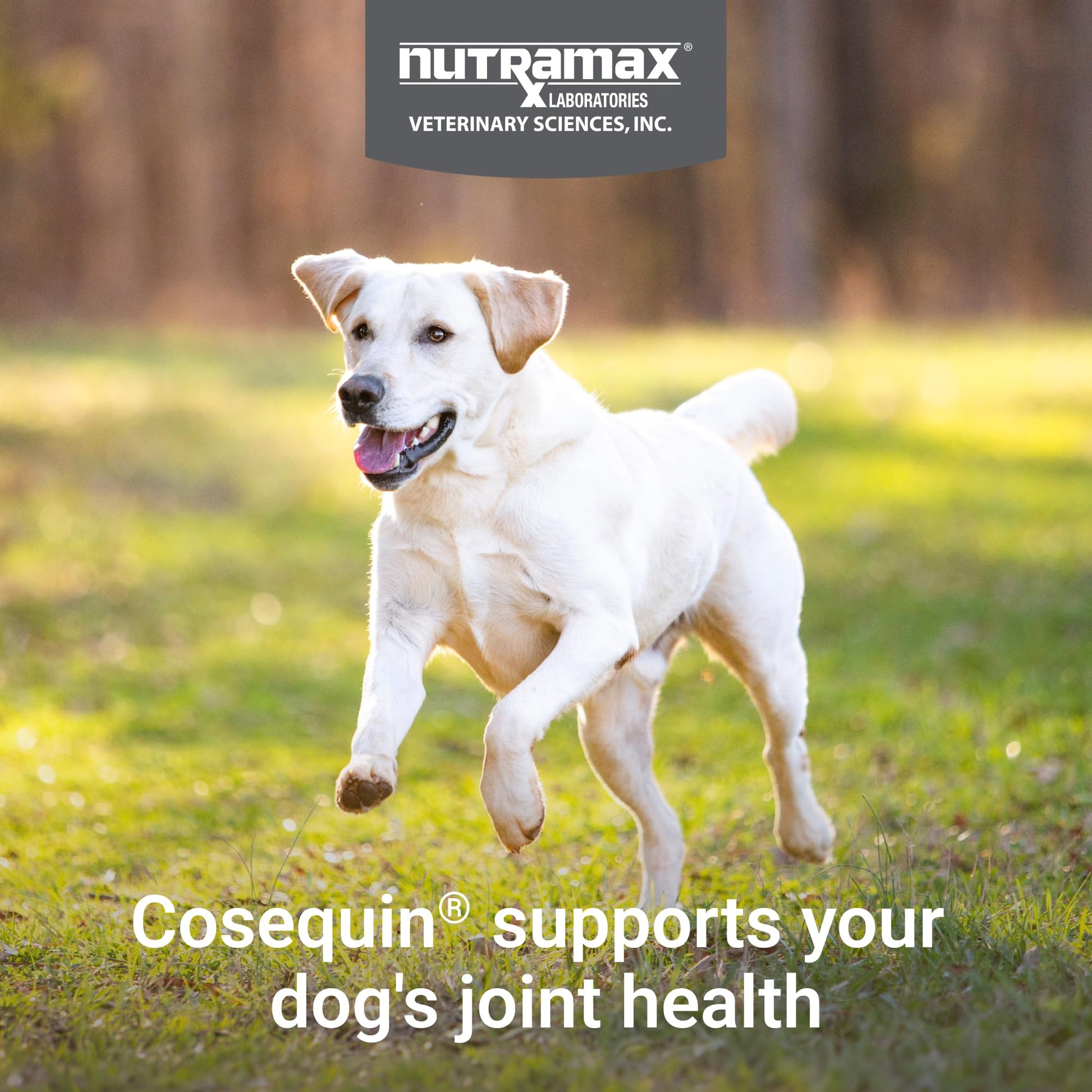 Nutramax Cosequin for Dogs Joint Health Supplement, Contains Glucosamine for Dogs, Plus Chondroitin, MSM and HA, Supports Healthy Joints, Chewable Tablets, 75 Count Nutramax LaboratoriesBuy Supplements Australia