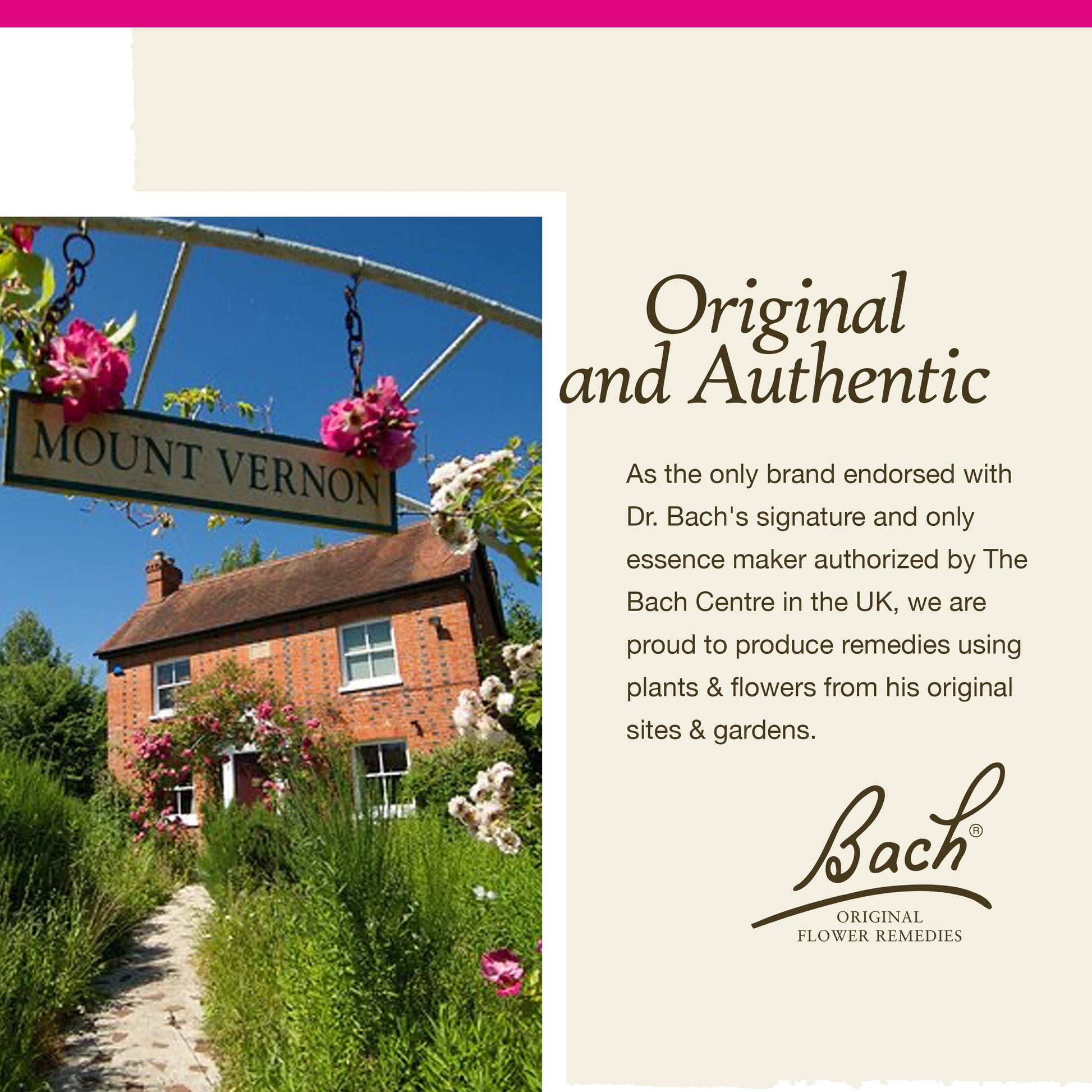 Bach Original Flower Remedies, Pine for Self Respect, Natural Homeopathic Flower Essence BachBuy Supplements Australia