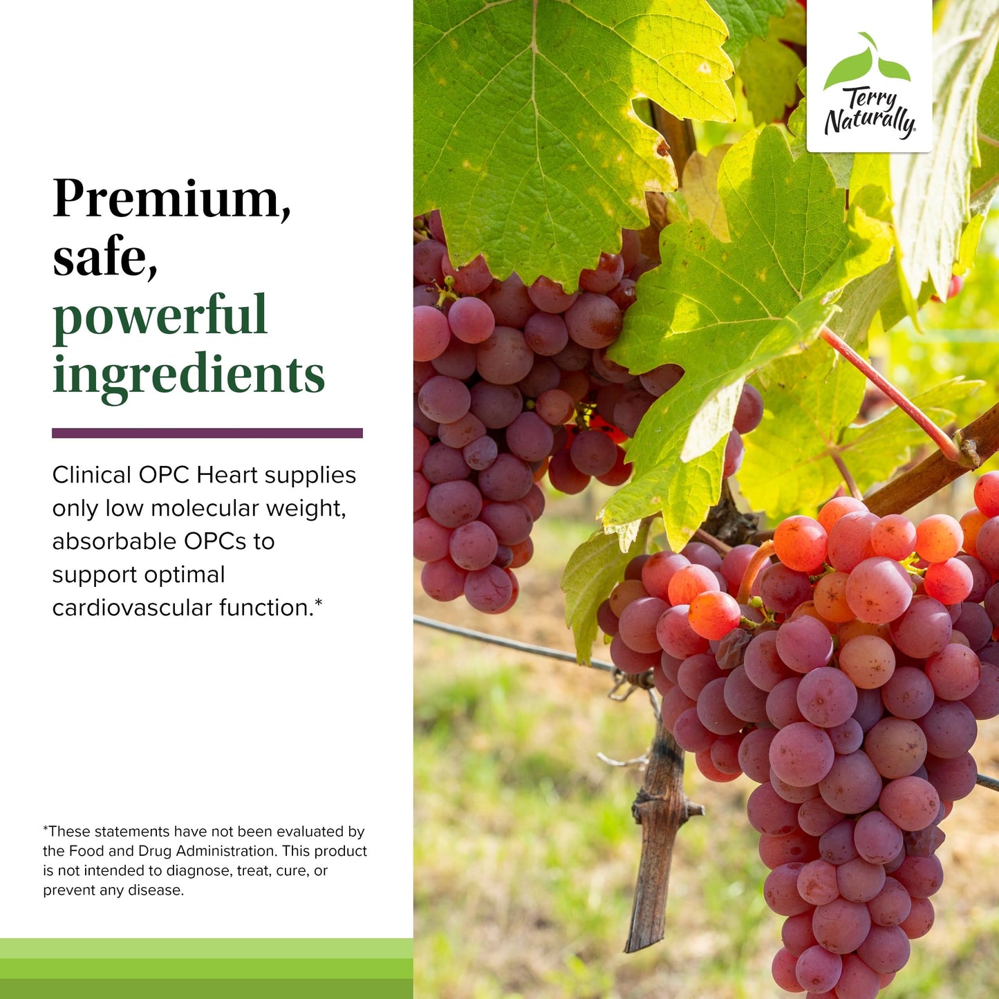 Terry Naturally Clinical OPC Heart - Heart Health Supplement with Magnesium, Vitamin B6, Grape Seed Extract - Dietary Supplement for Artery Health & Circulation - 60 Capsules Terry NaturallyBuy Supplements Australia