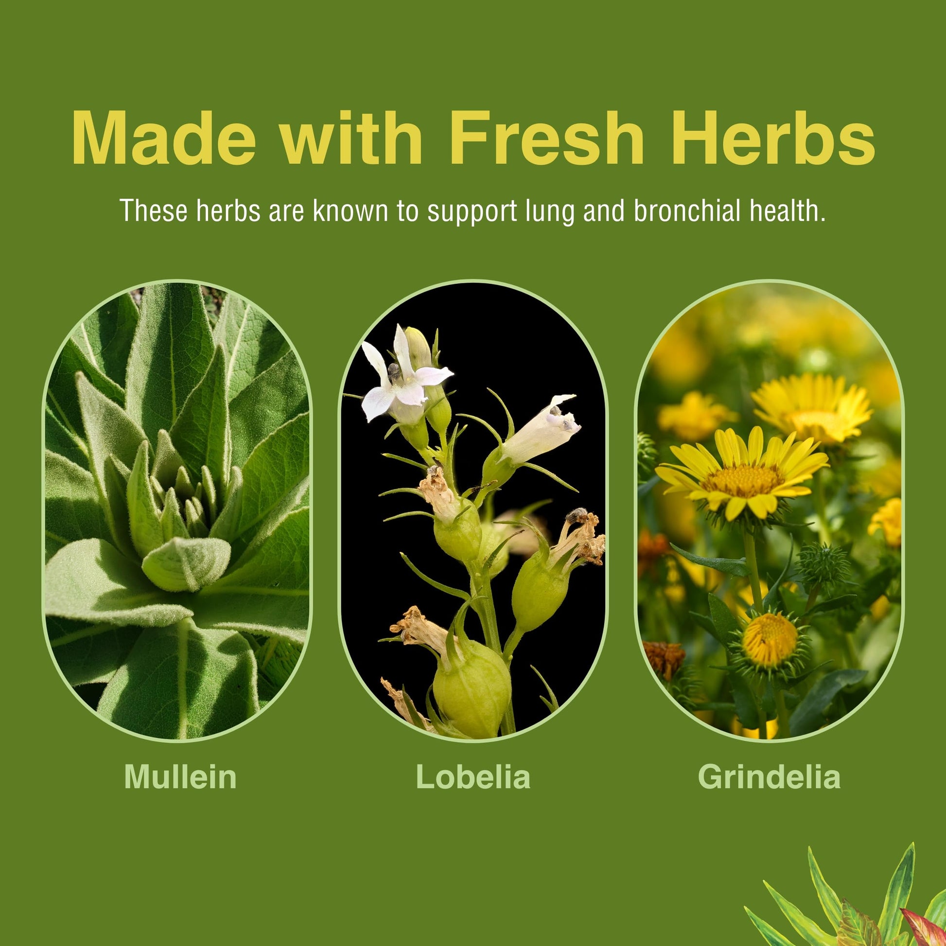 Herbs Etc. Lung Tonic - Lung Supplement for Bronchial Support - Healthy Breathing Support with Mullein, Horehound & Grindelia - 120 Softgels Herbs Etc.Buy Supplements Australia