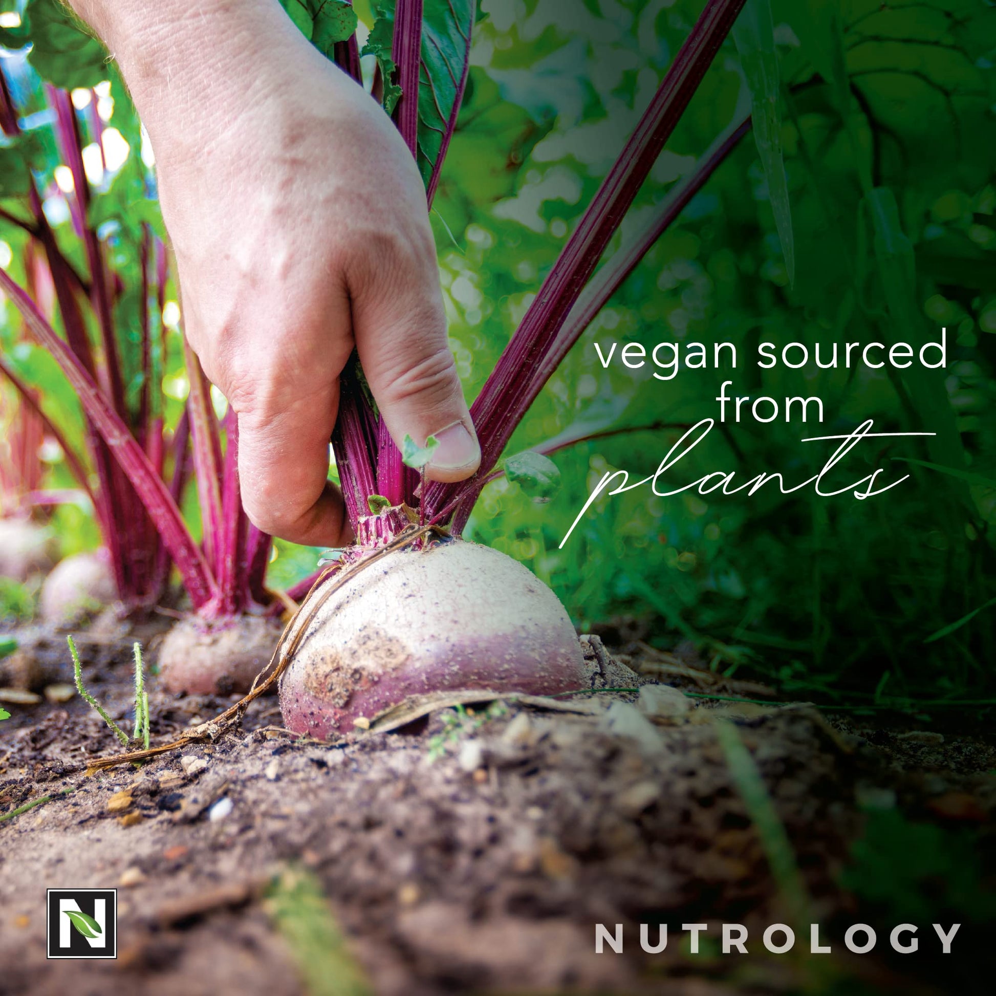 Nutrology Beet Natural O2, Pre Workout Powder, Energy, Endurance; Nitric Oxide Booster NutrologyBuy Supplements Australia